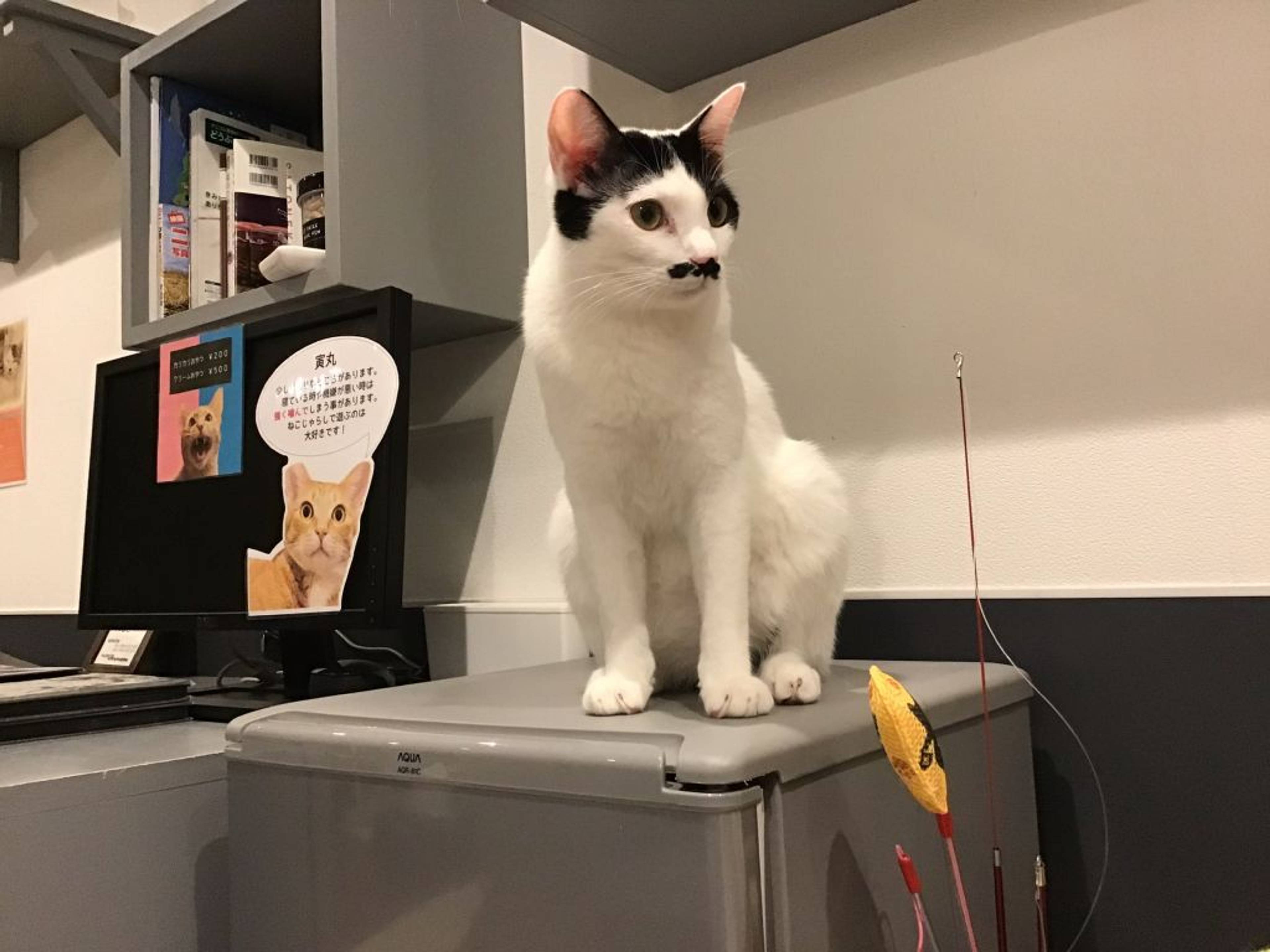 雑種（ミックス猫）・オスの里親募集の写真