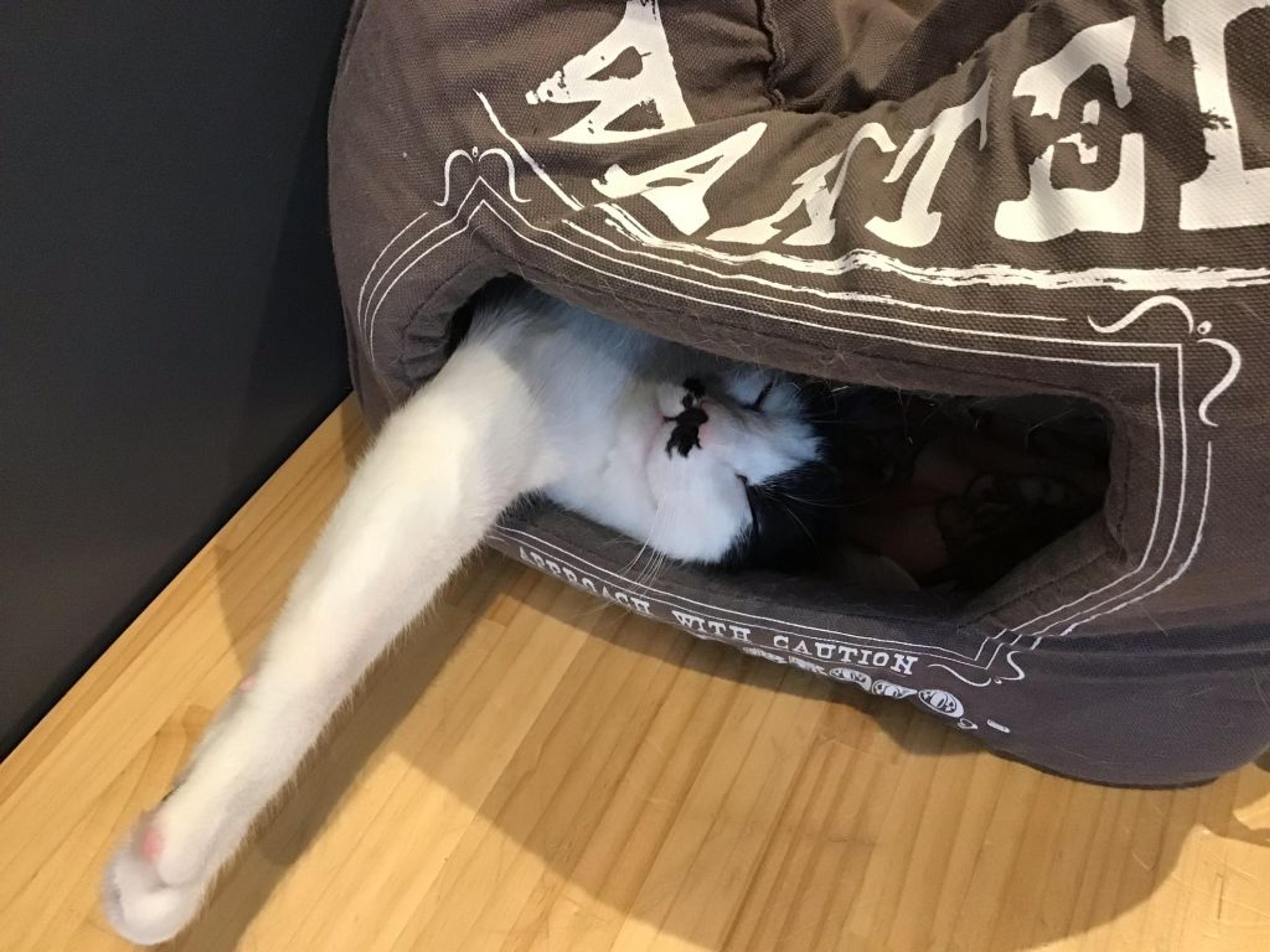 pet-image-2