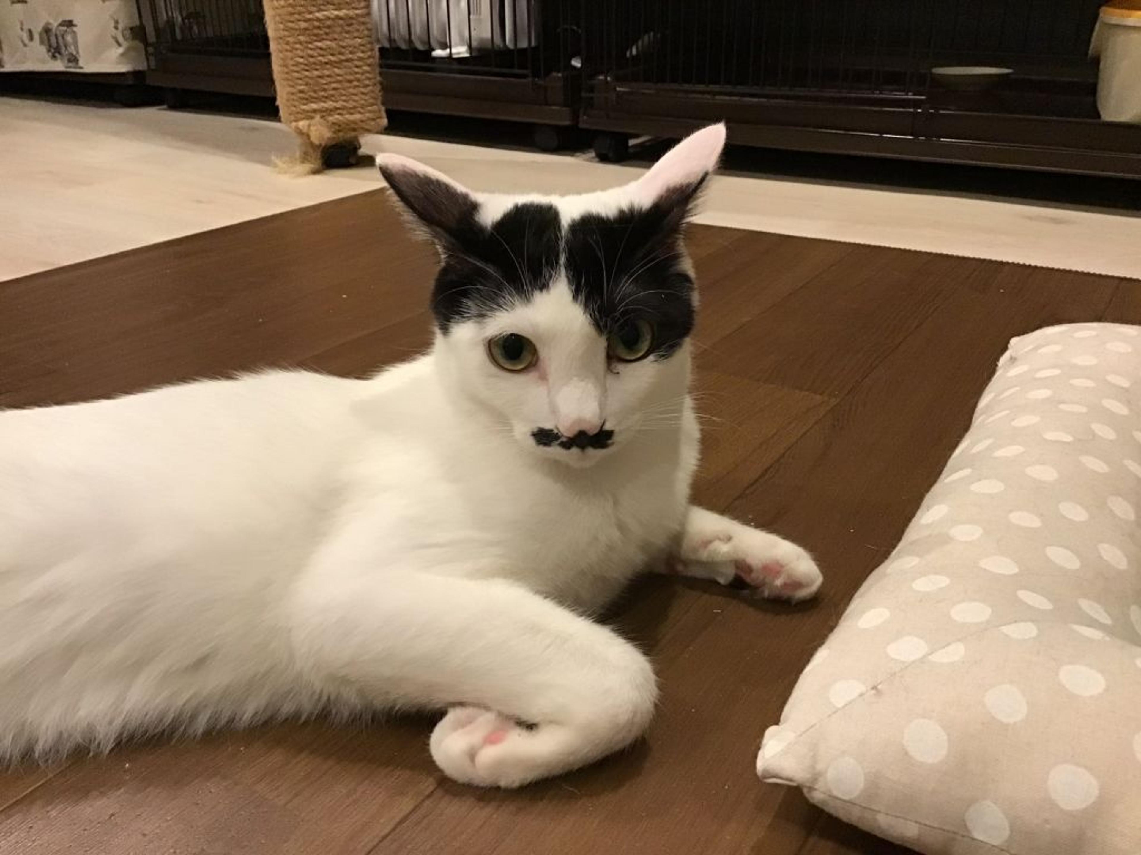 pet-image-3