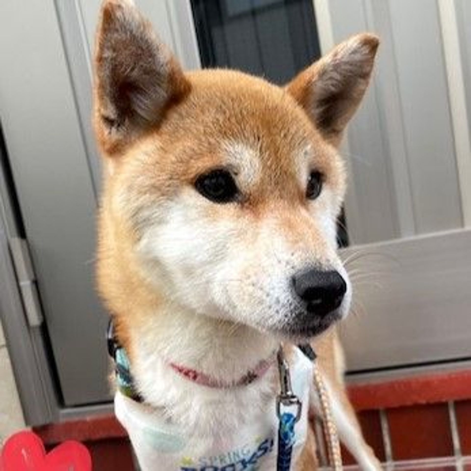 柴犬・メスの里親募集の写真