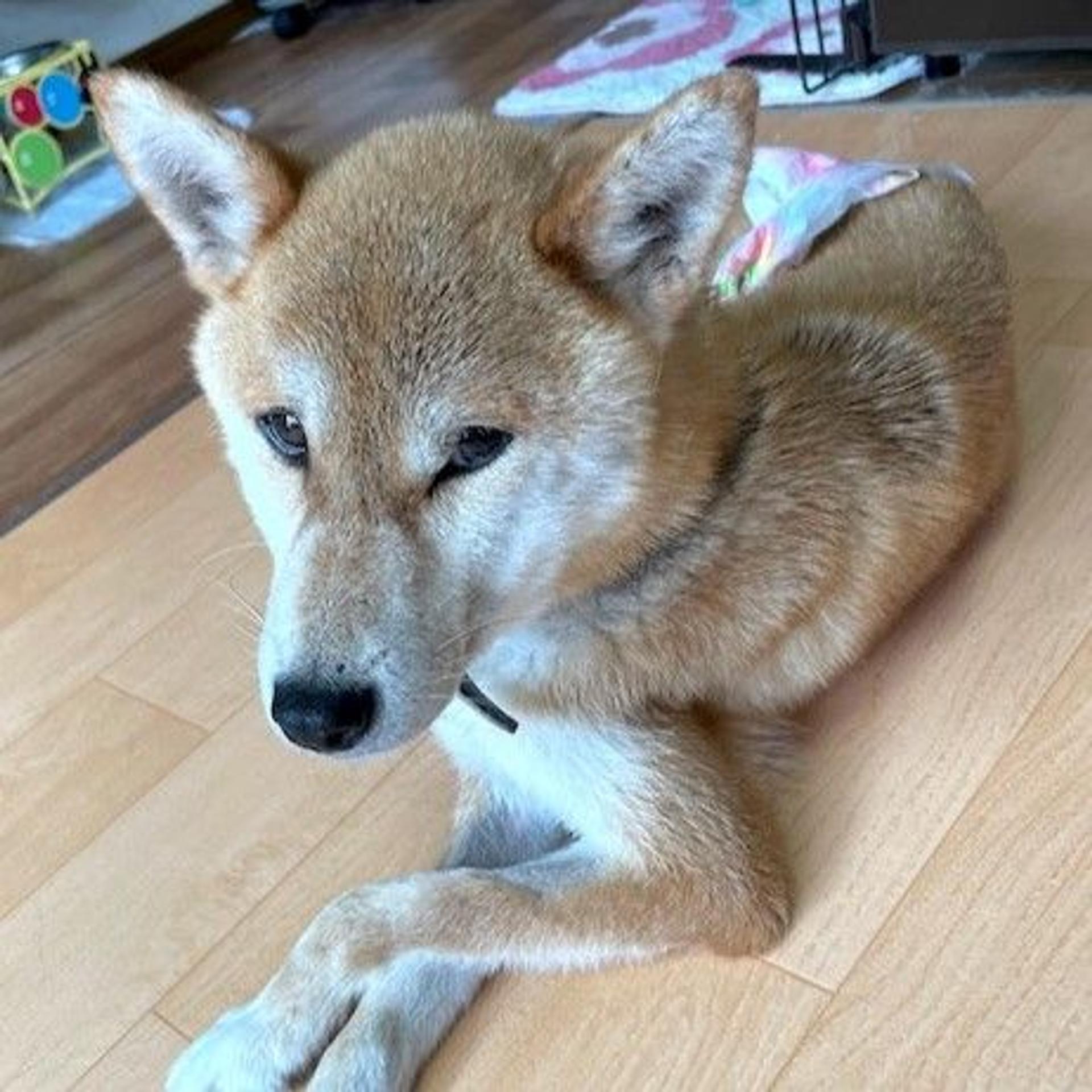 pet-image-3