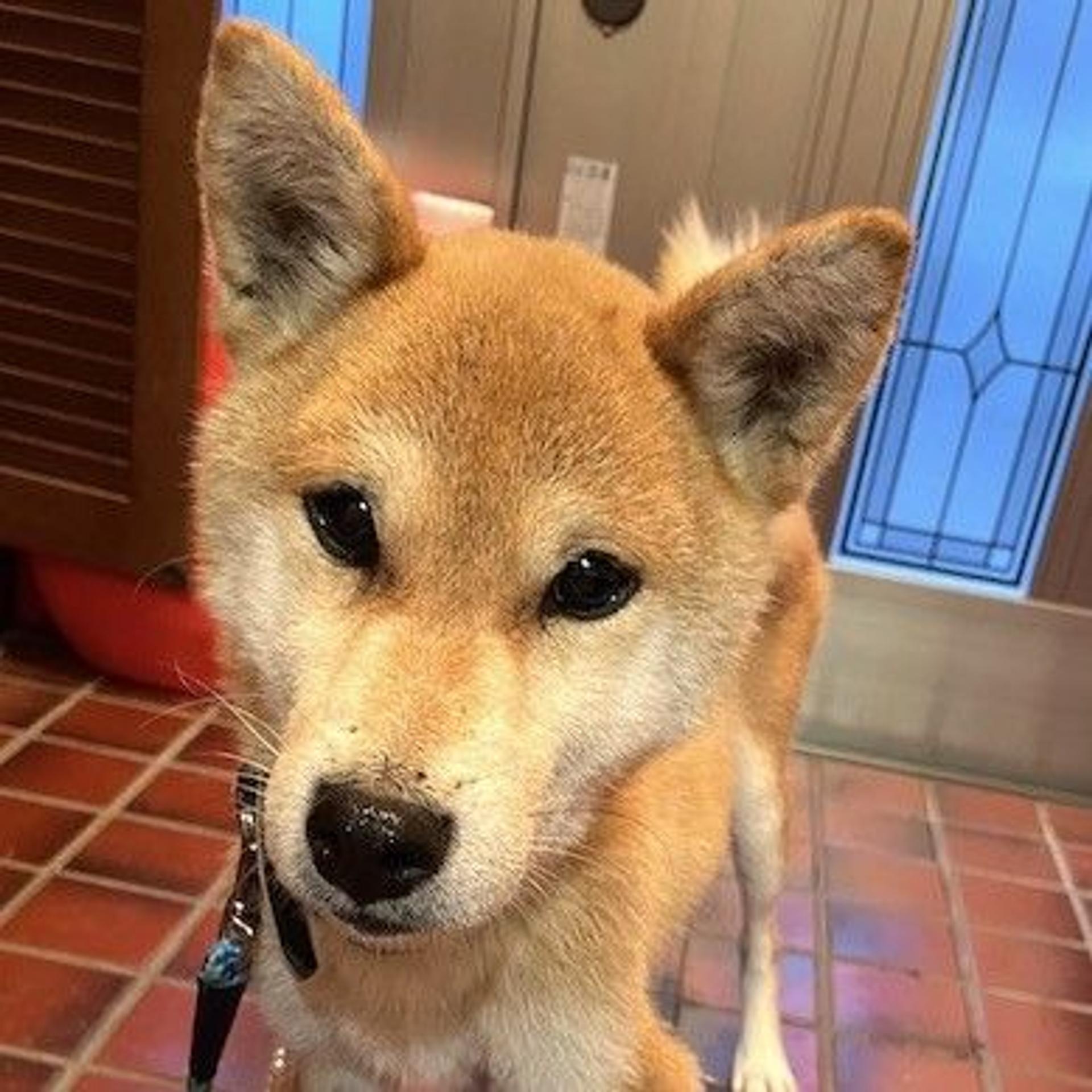 pet-image-4