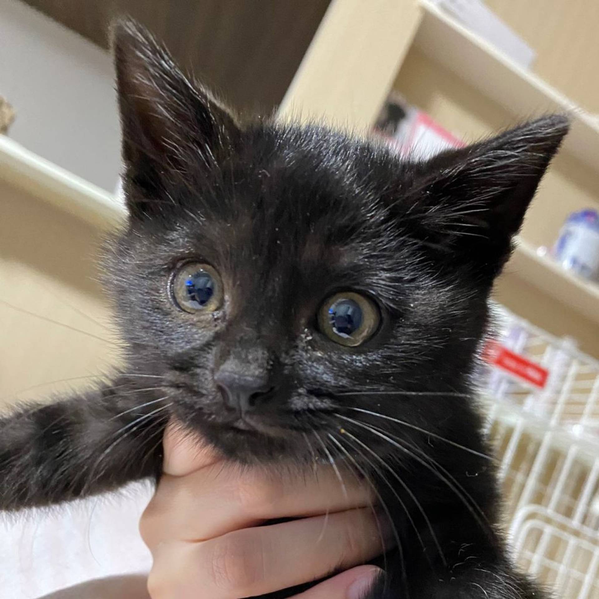 雑種（ミックス猫）・オスの里親募集の写真