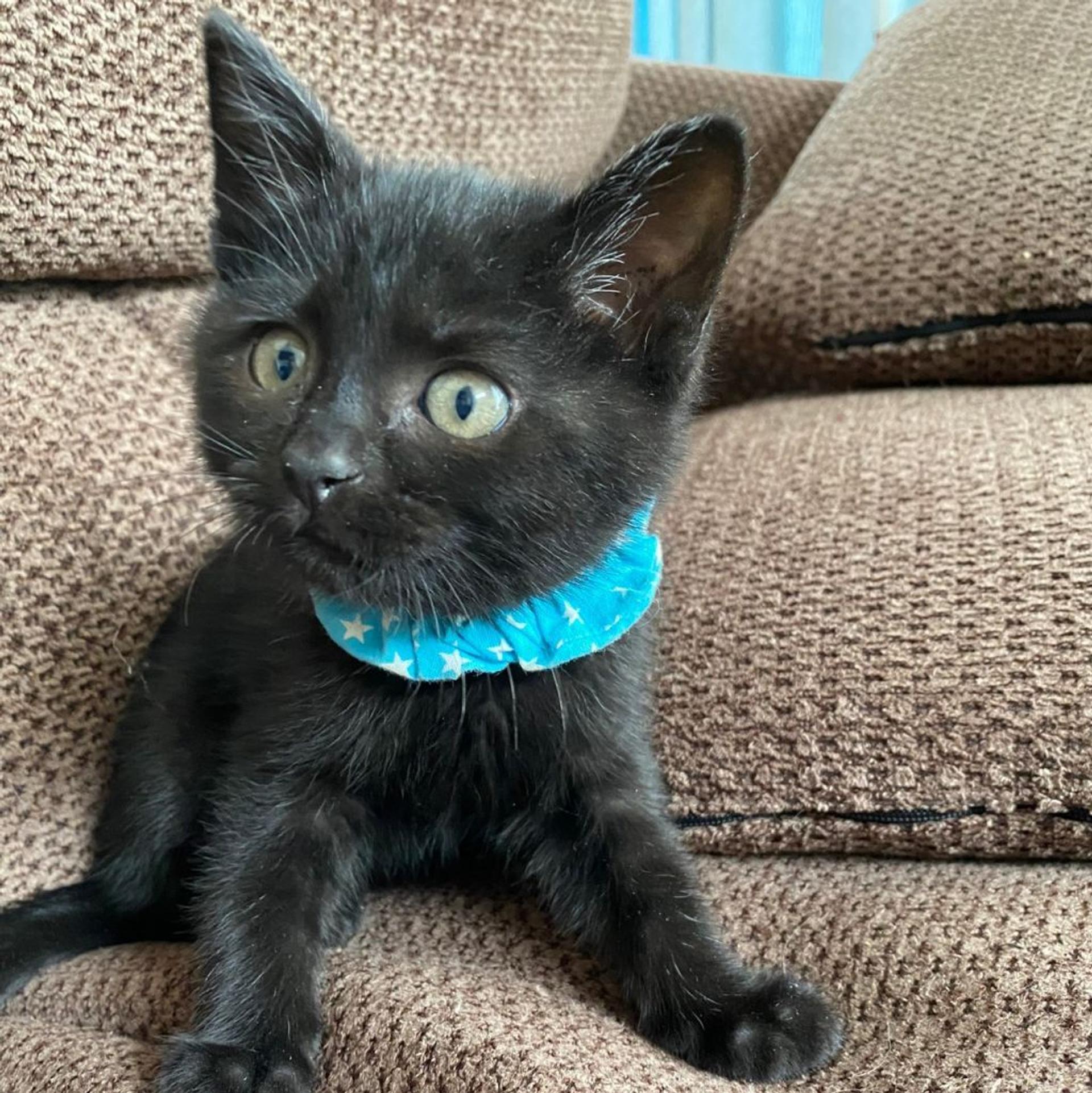 pet-image-3