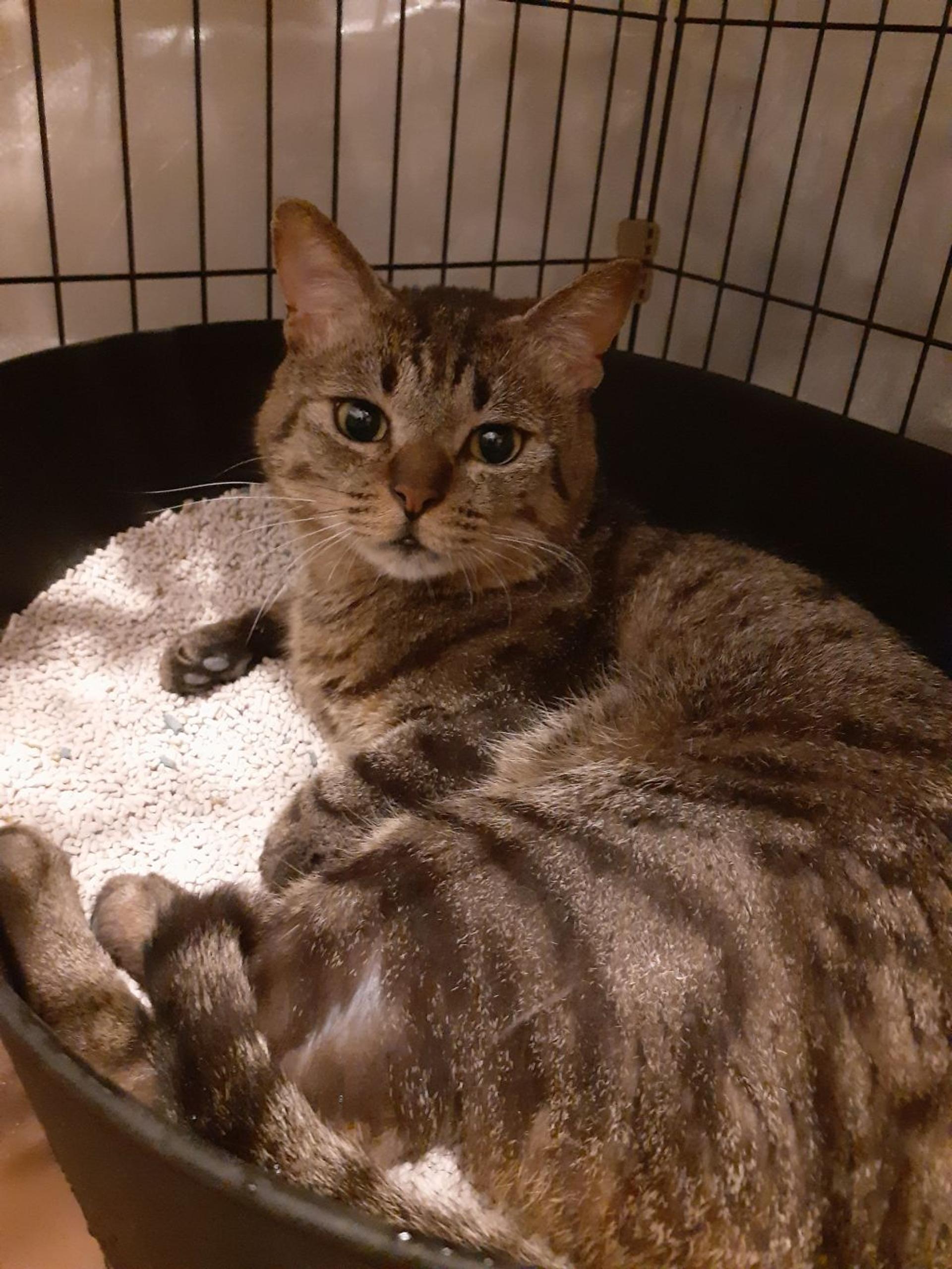 pet-image-3