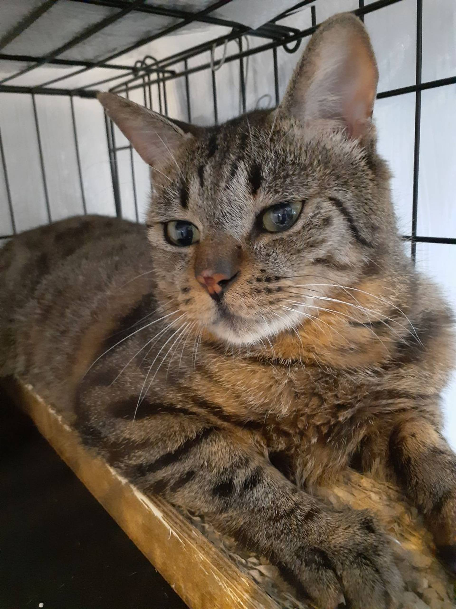 雑種（ミックス猫）・オスの里親募集の写真