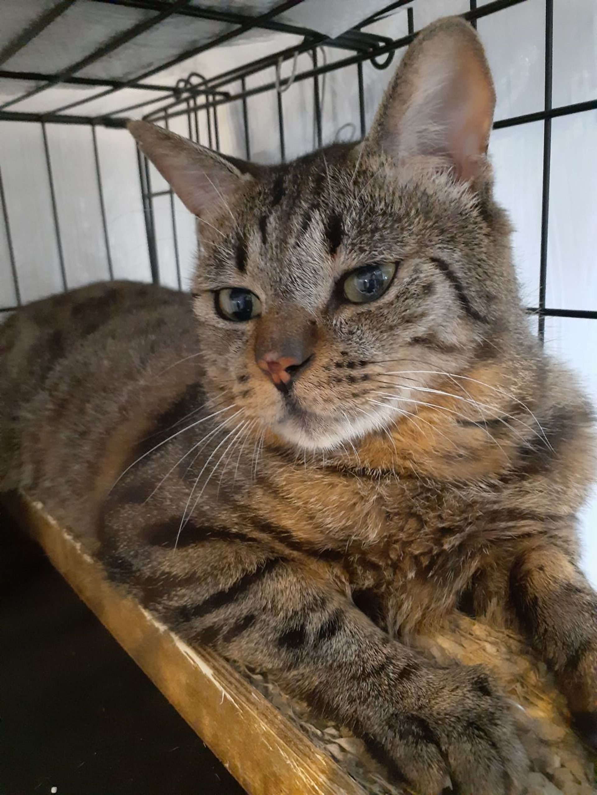 雑種（ミックス猫）・オスの里親募集の写真