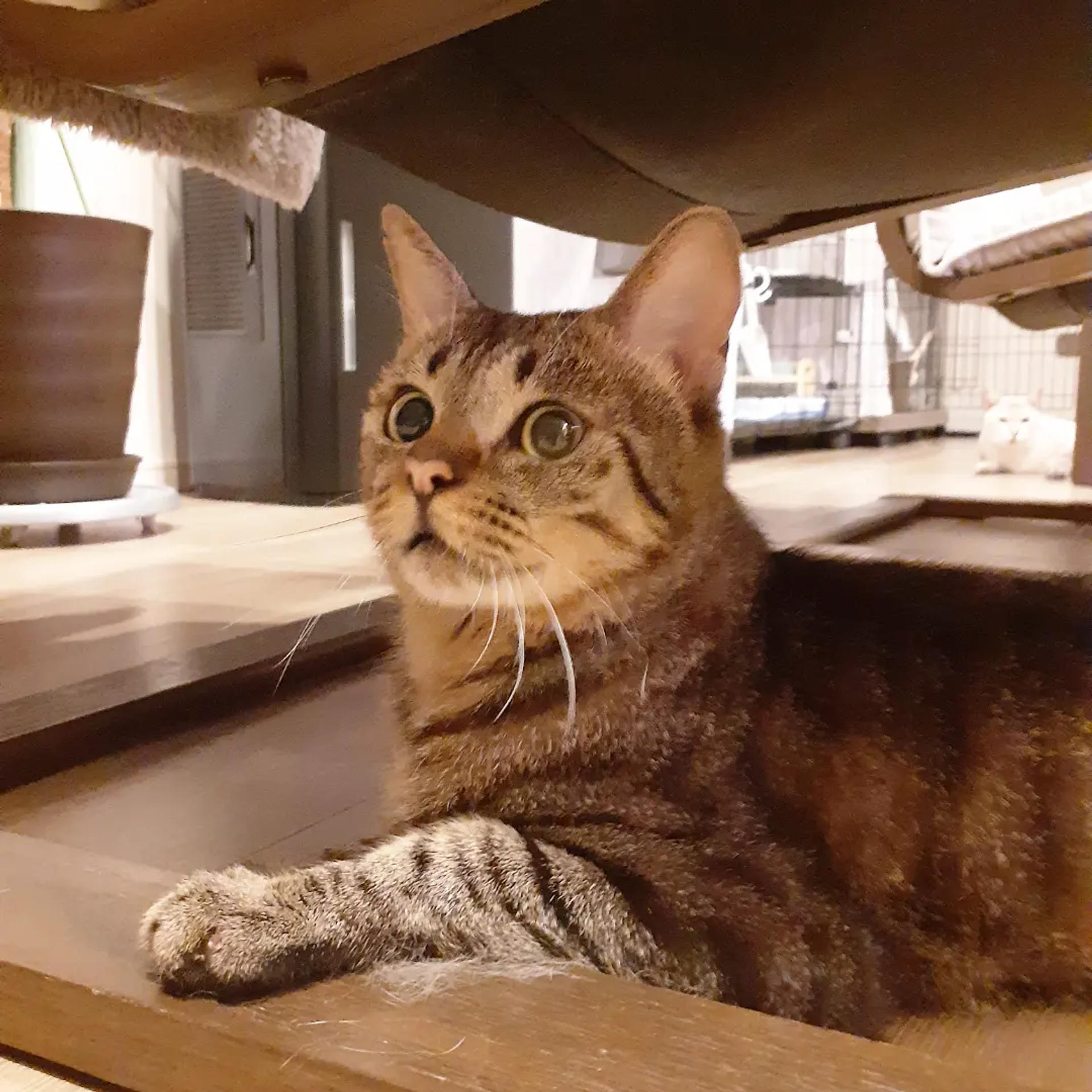 pet-image-4