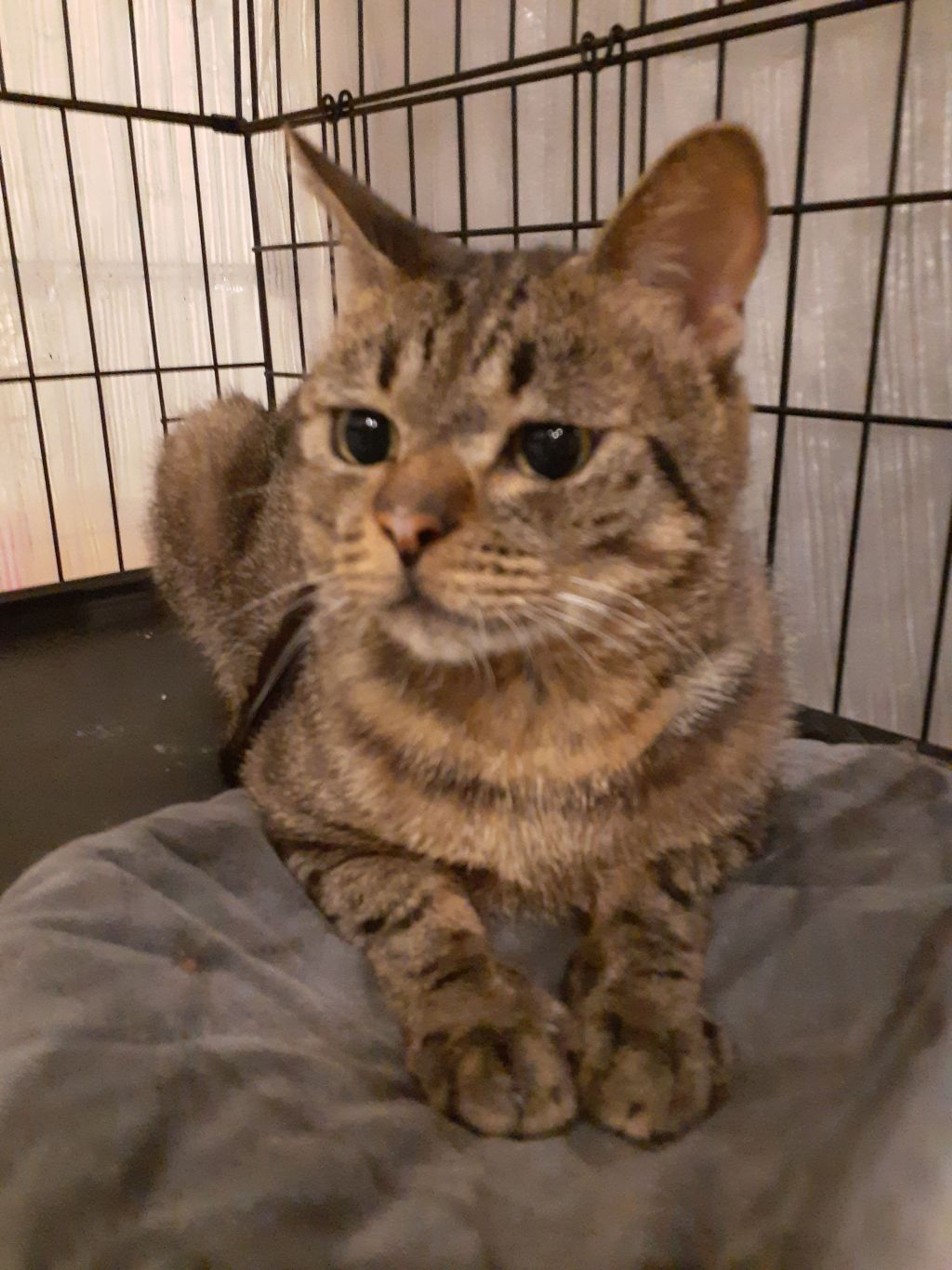 pet-image-5