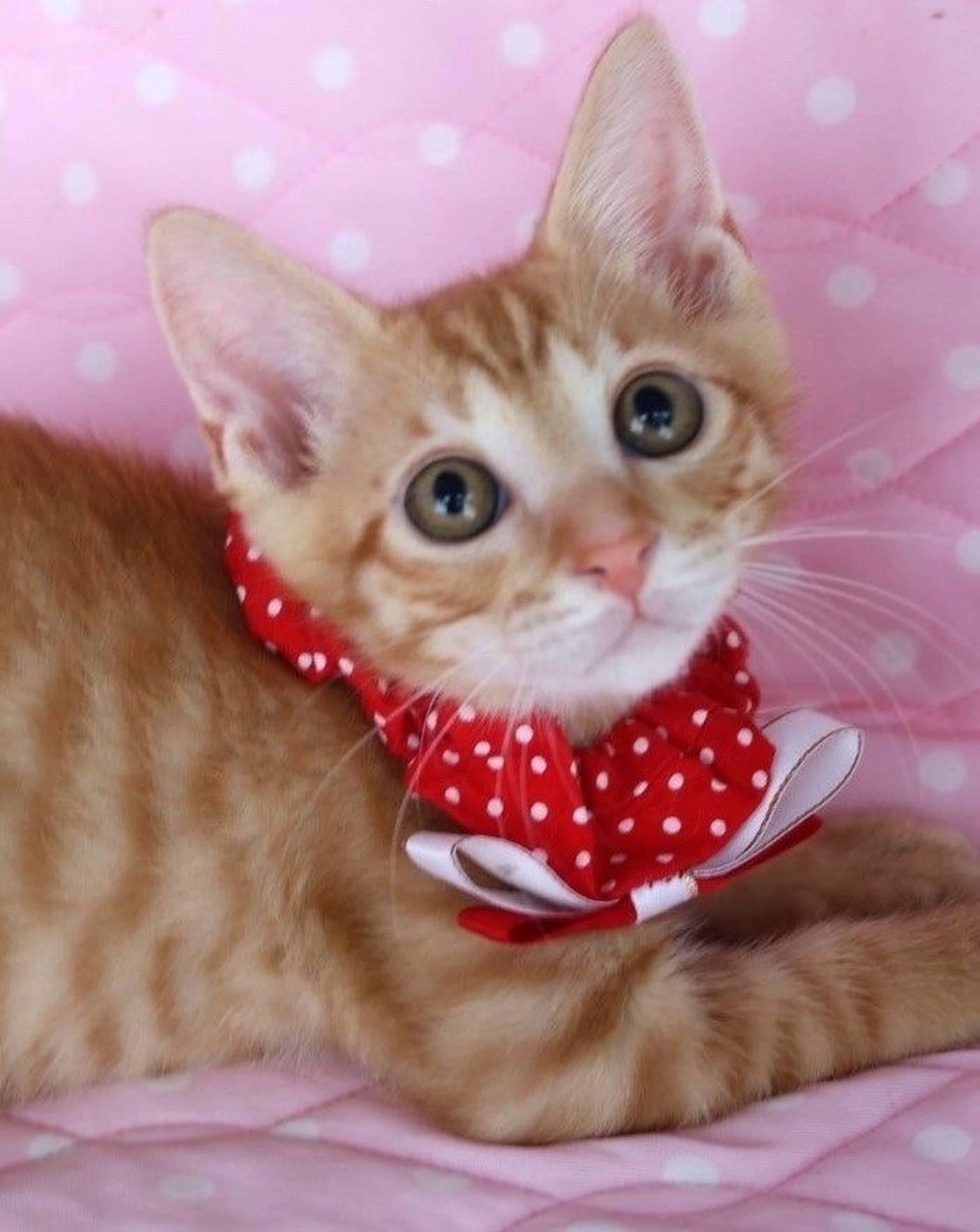雑種（ミックス猫）・オスの里親募集の写真