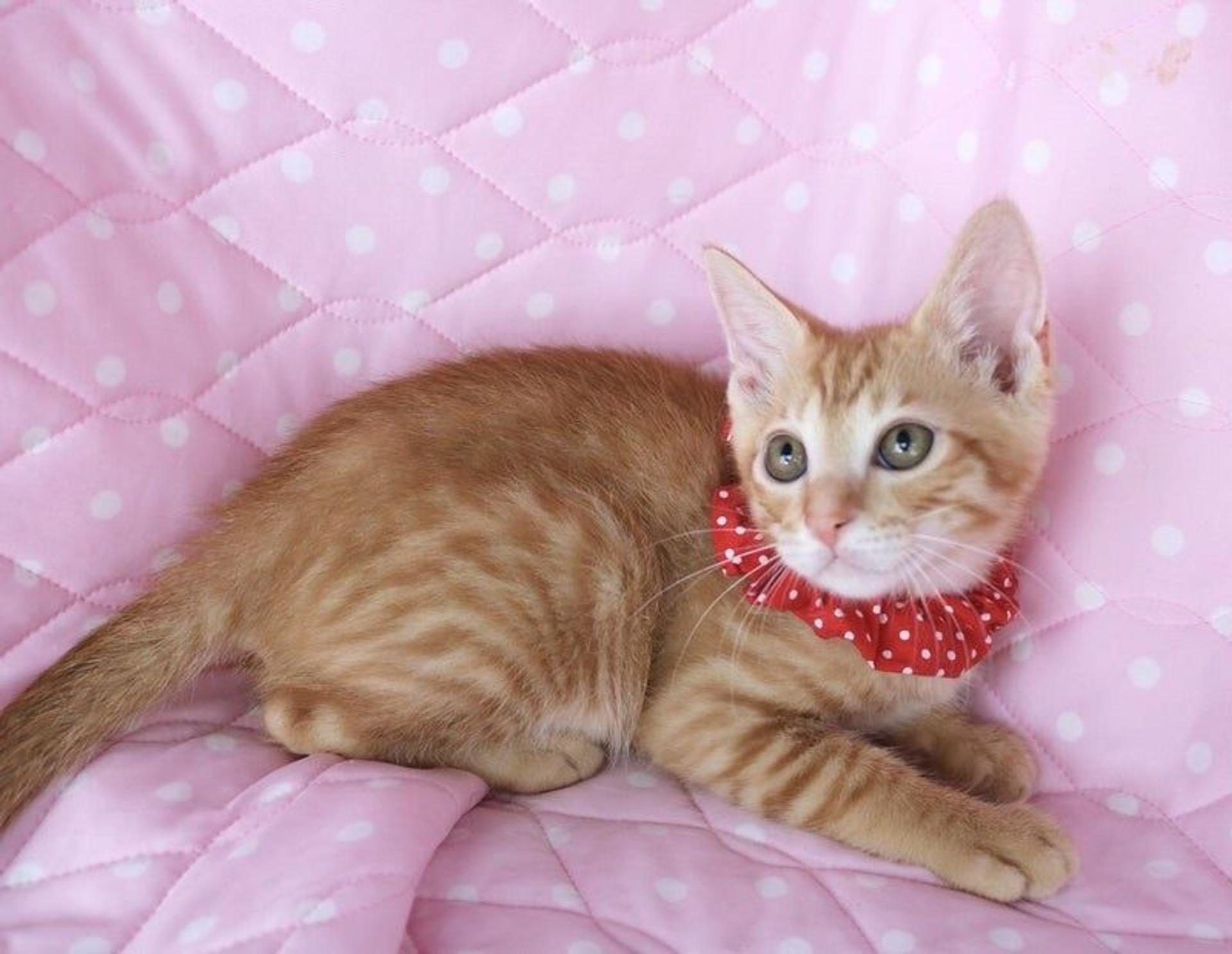 pet-image-2