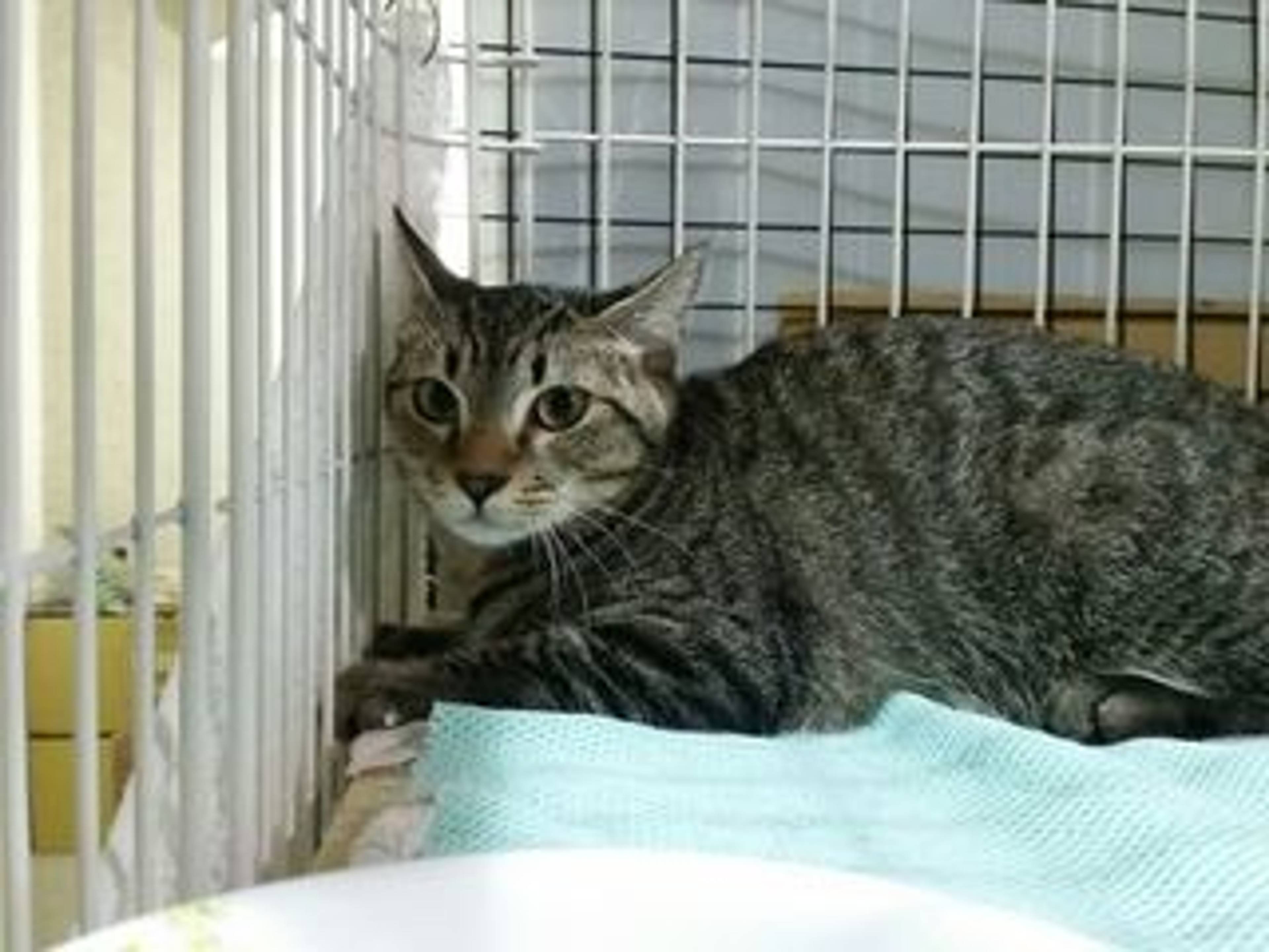 雑種（ミックス猫）・メスの里親募集の写真