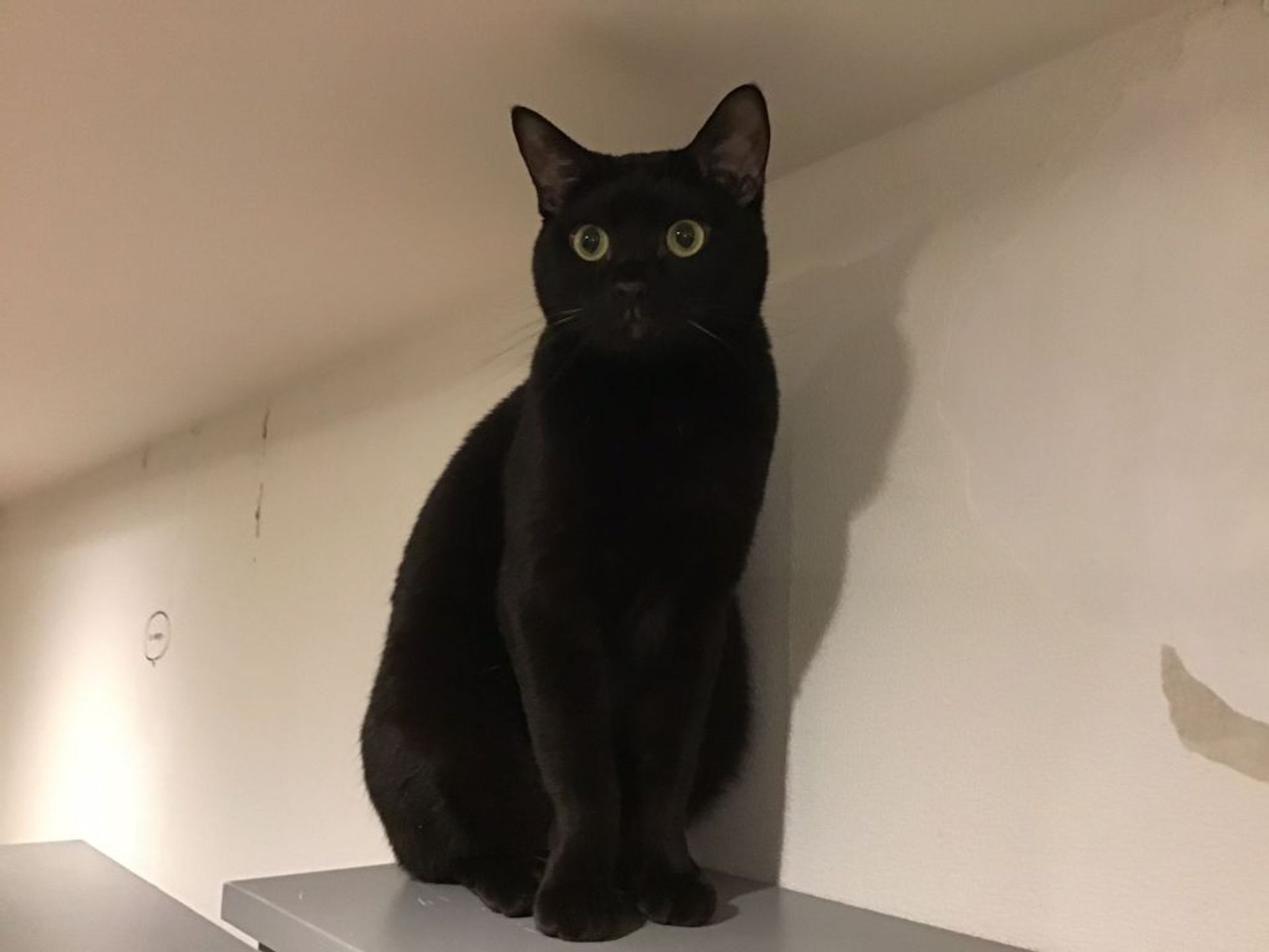 雑種（ミックス猫）・オスの里親募集の写真