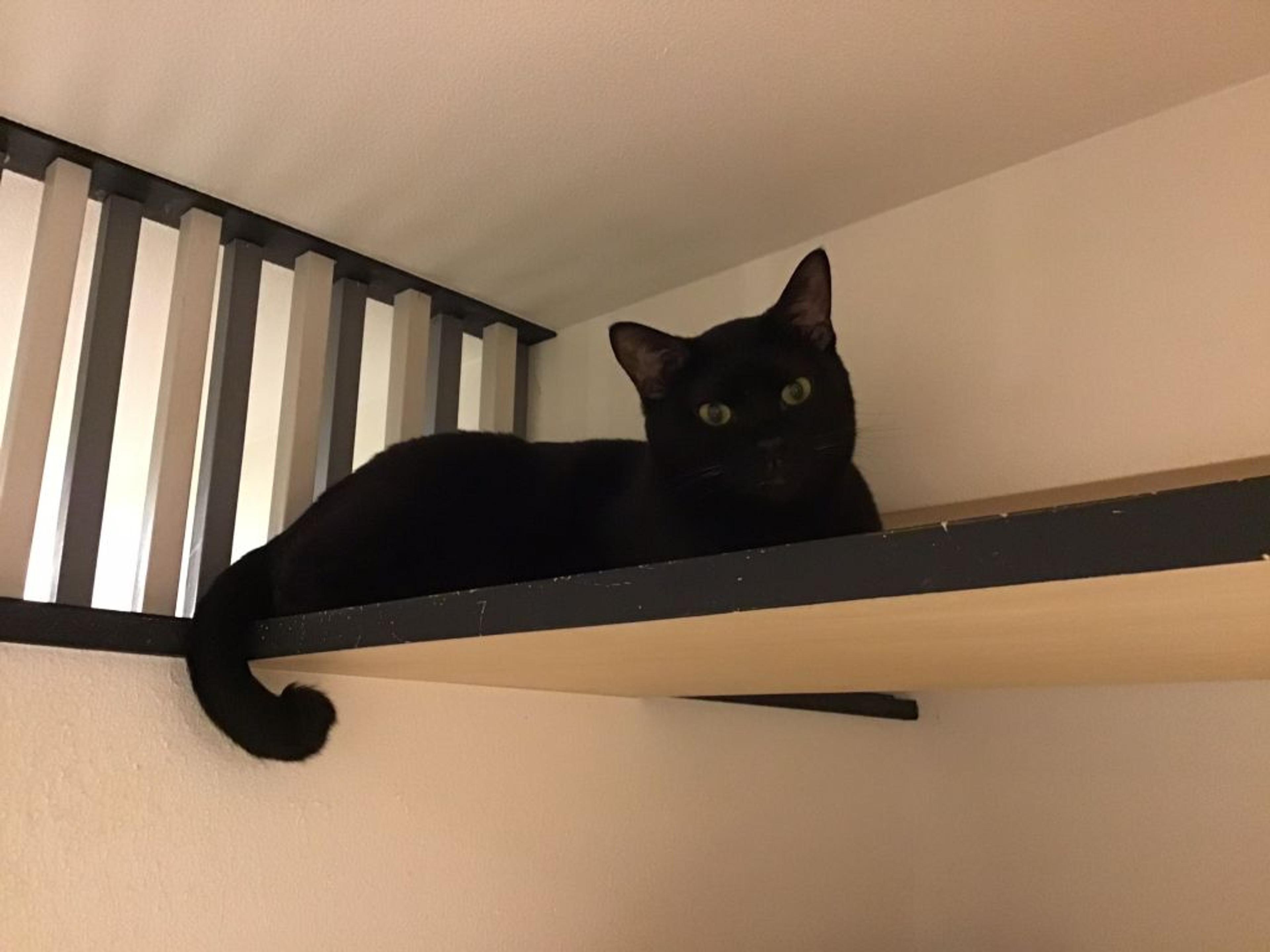 pet-image-2