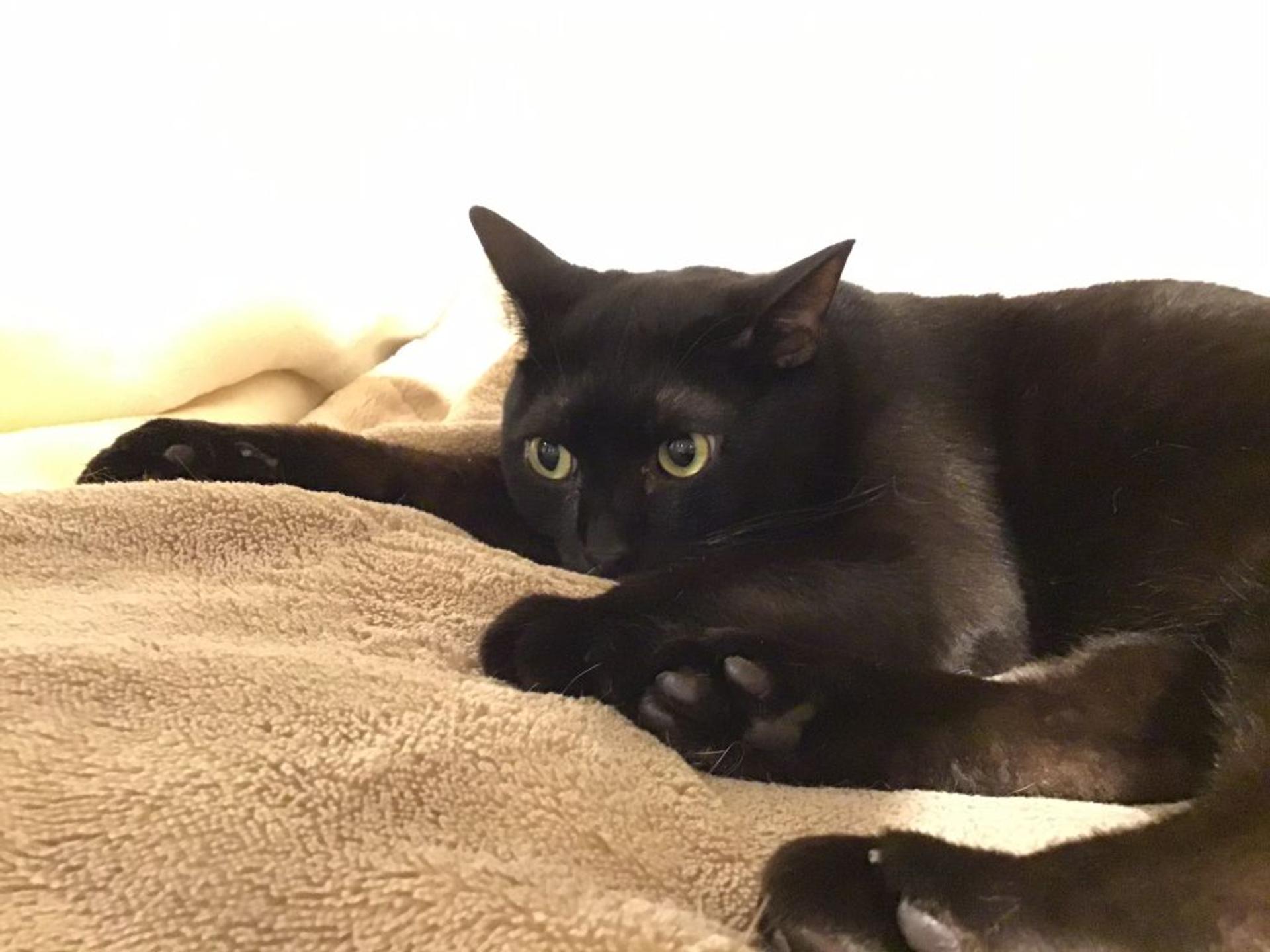 pet-image-3