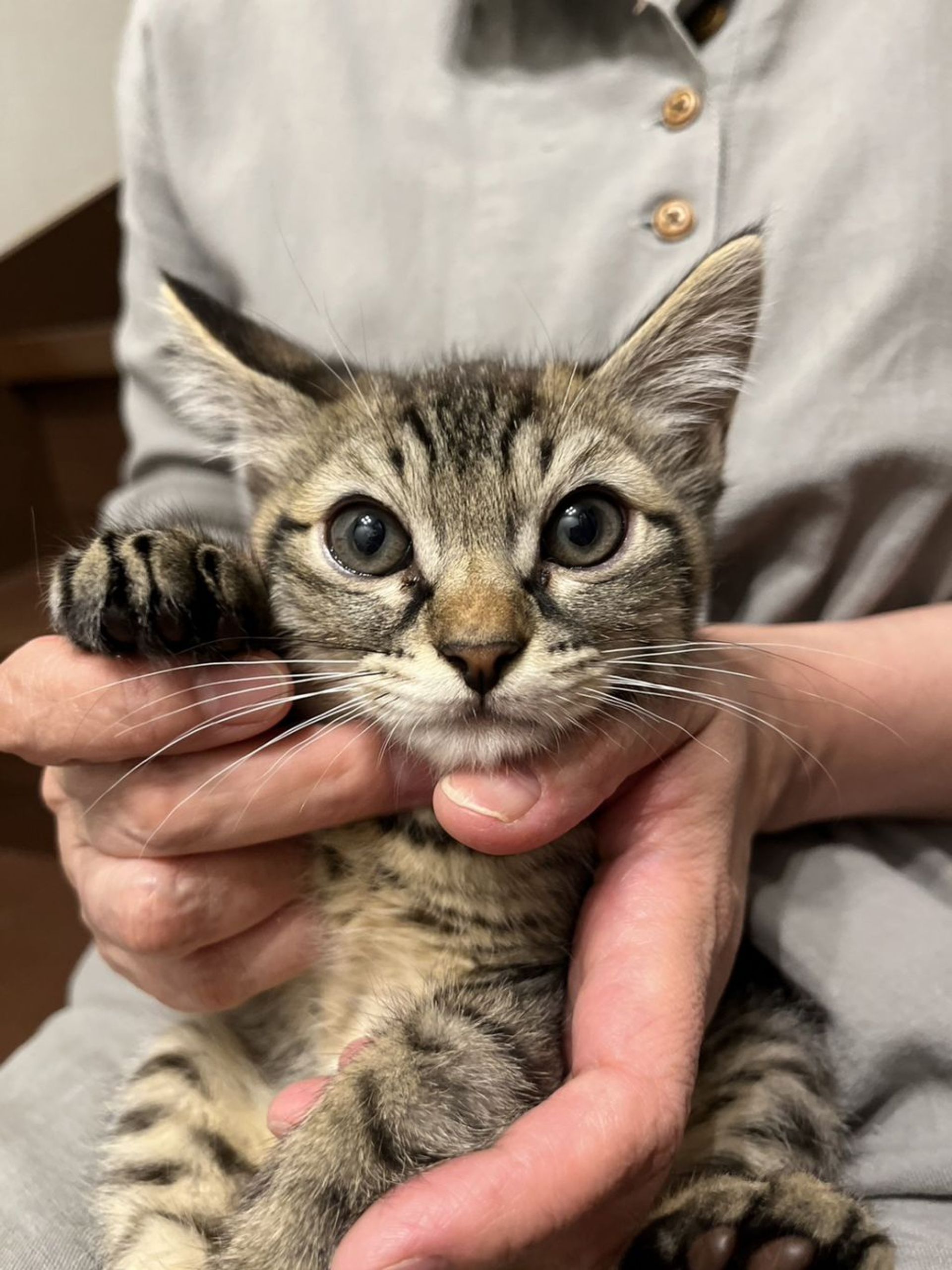 雑種（ミックス猫）・オスの里親募集の写真