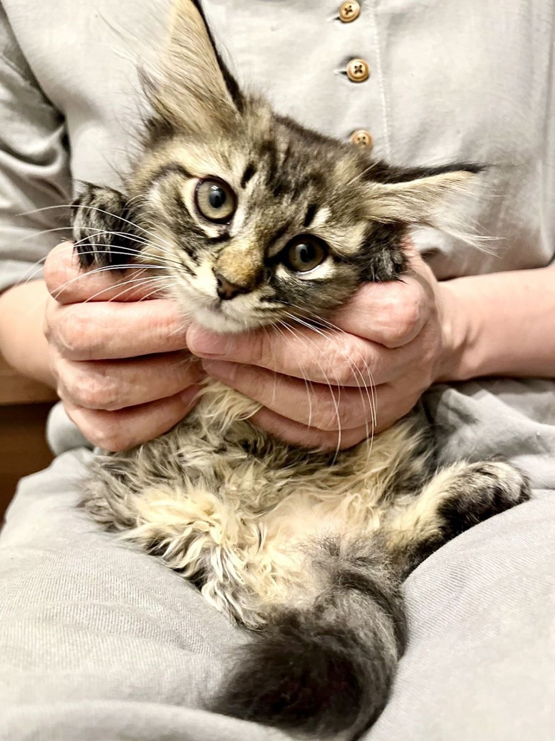雑種（ミックス猫）・メスの里親募集の写真