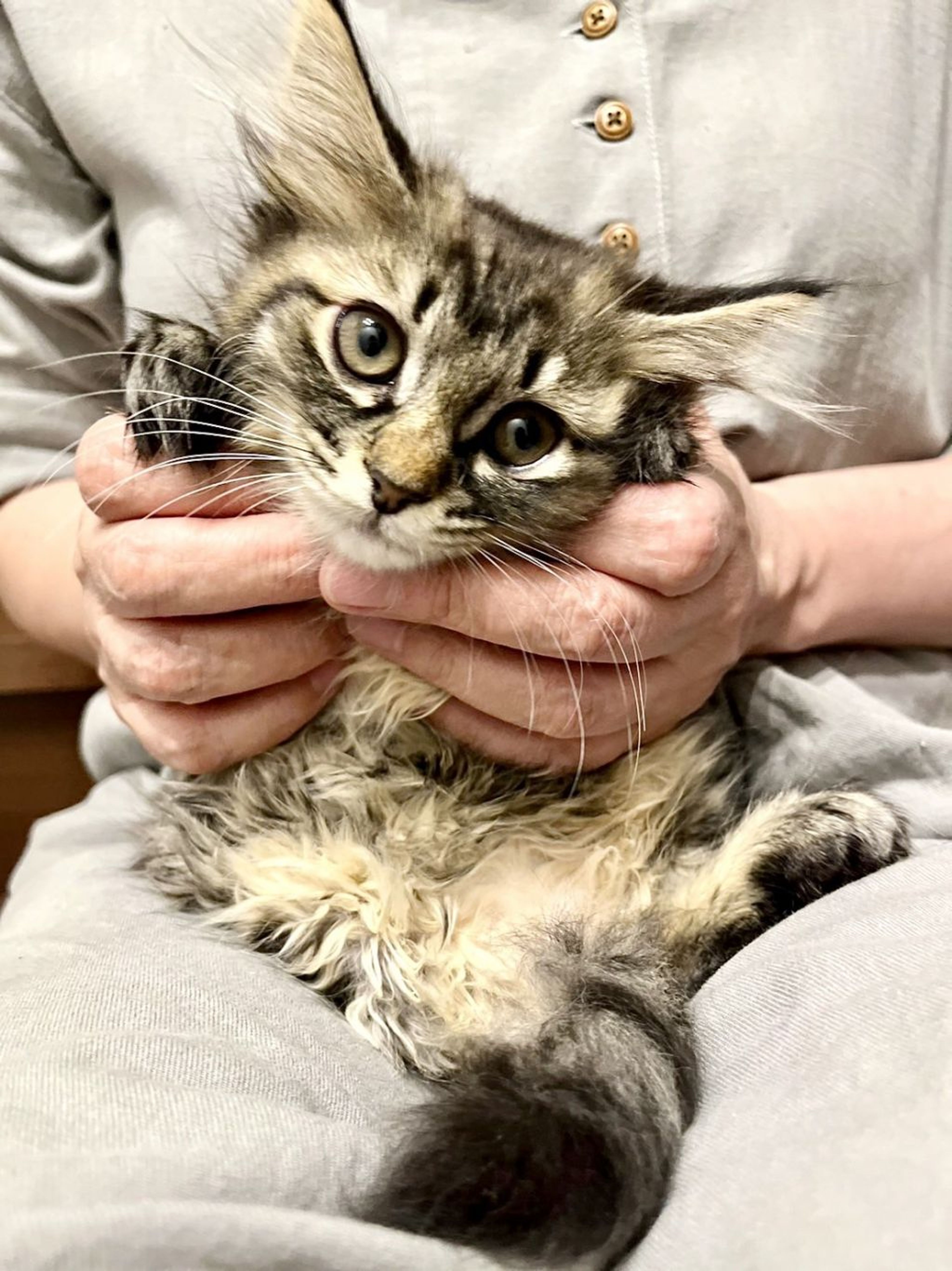 雑種（ミックス猫）・メスの里親募集の写真