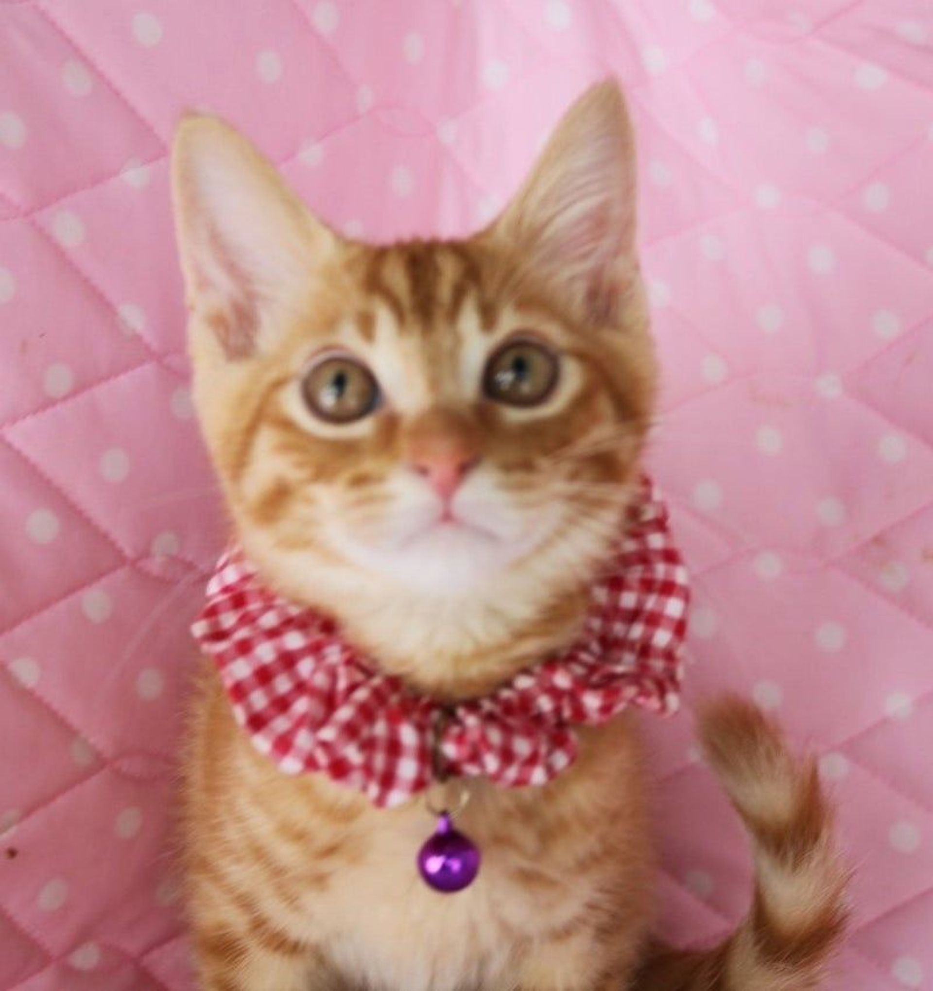 雑種（ミックス猫）・オスの里親募集の写真