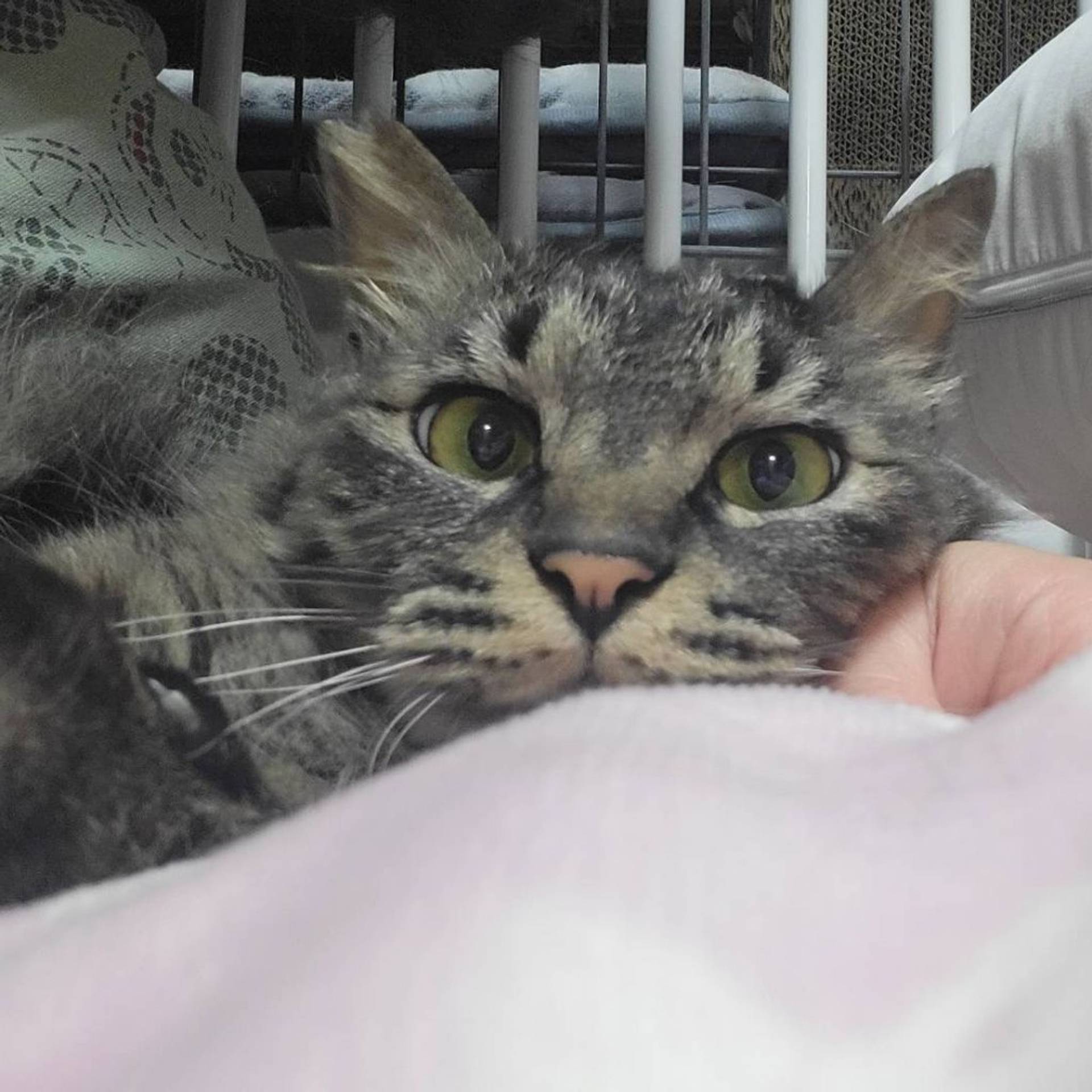 雑種（ミックス猫）・オスの里親募集の写真