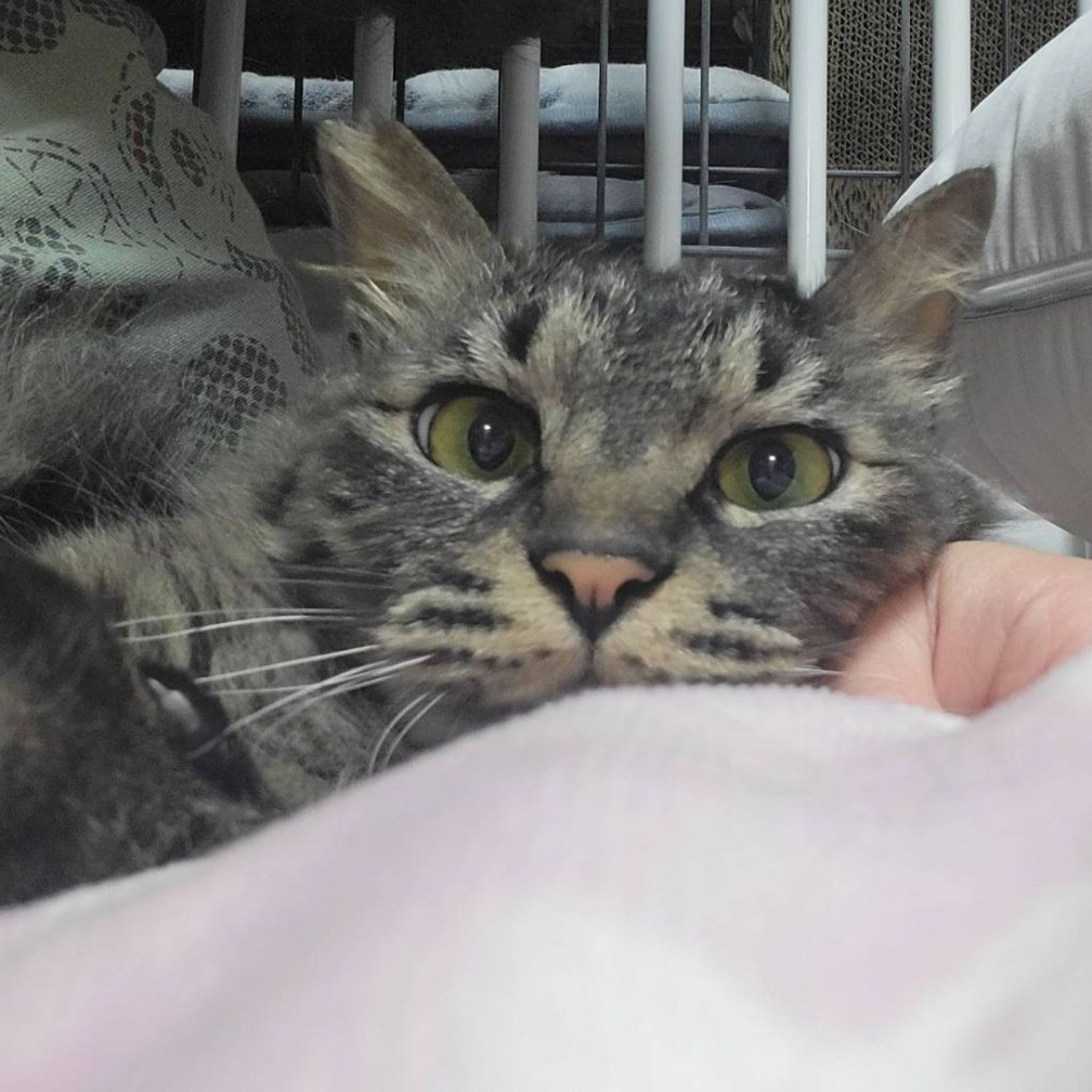 雑種（ミックス猫）・オスの里親募集の写真