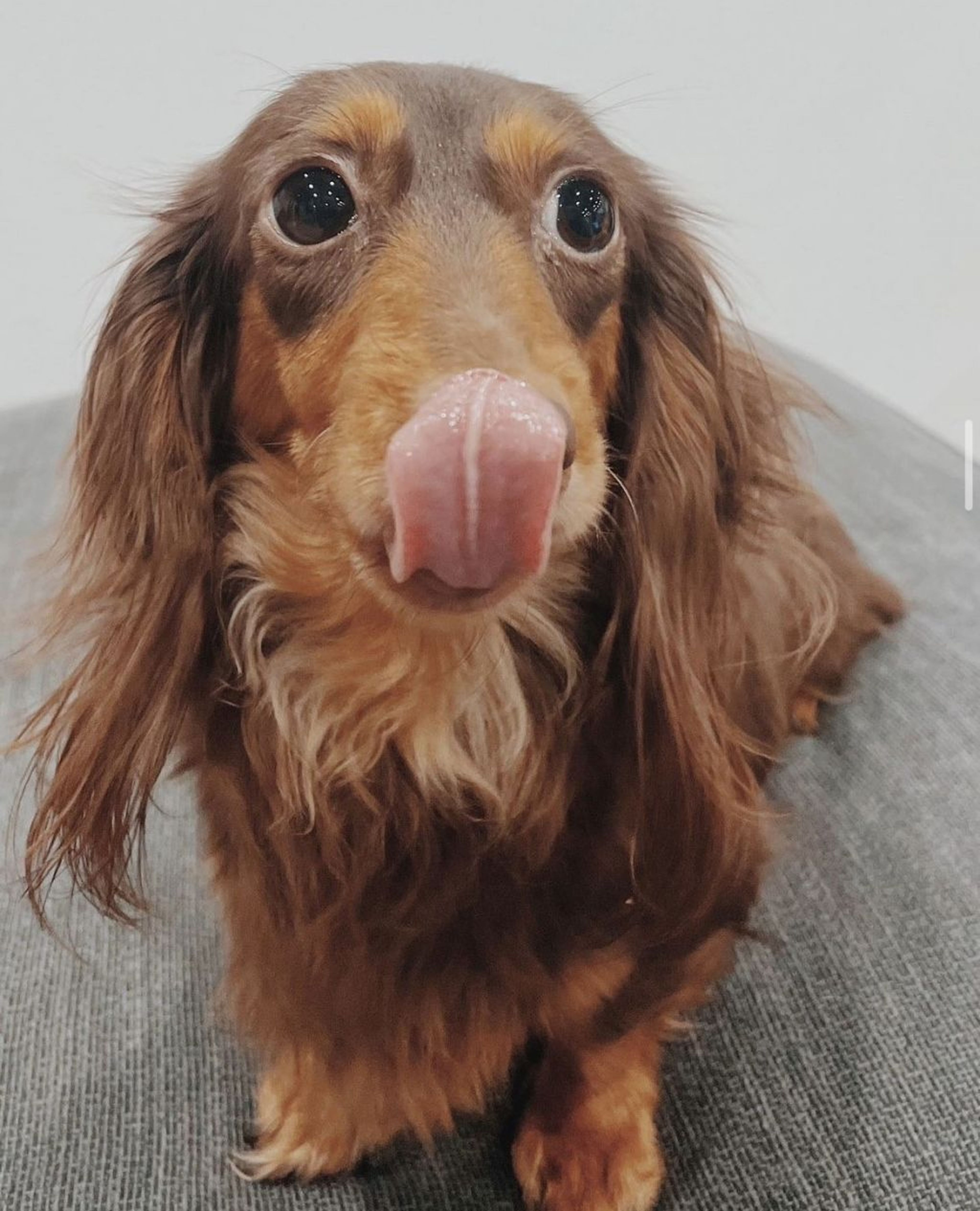 ミニチュア・ダックスフンド・メスの里親募集の写真