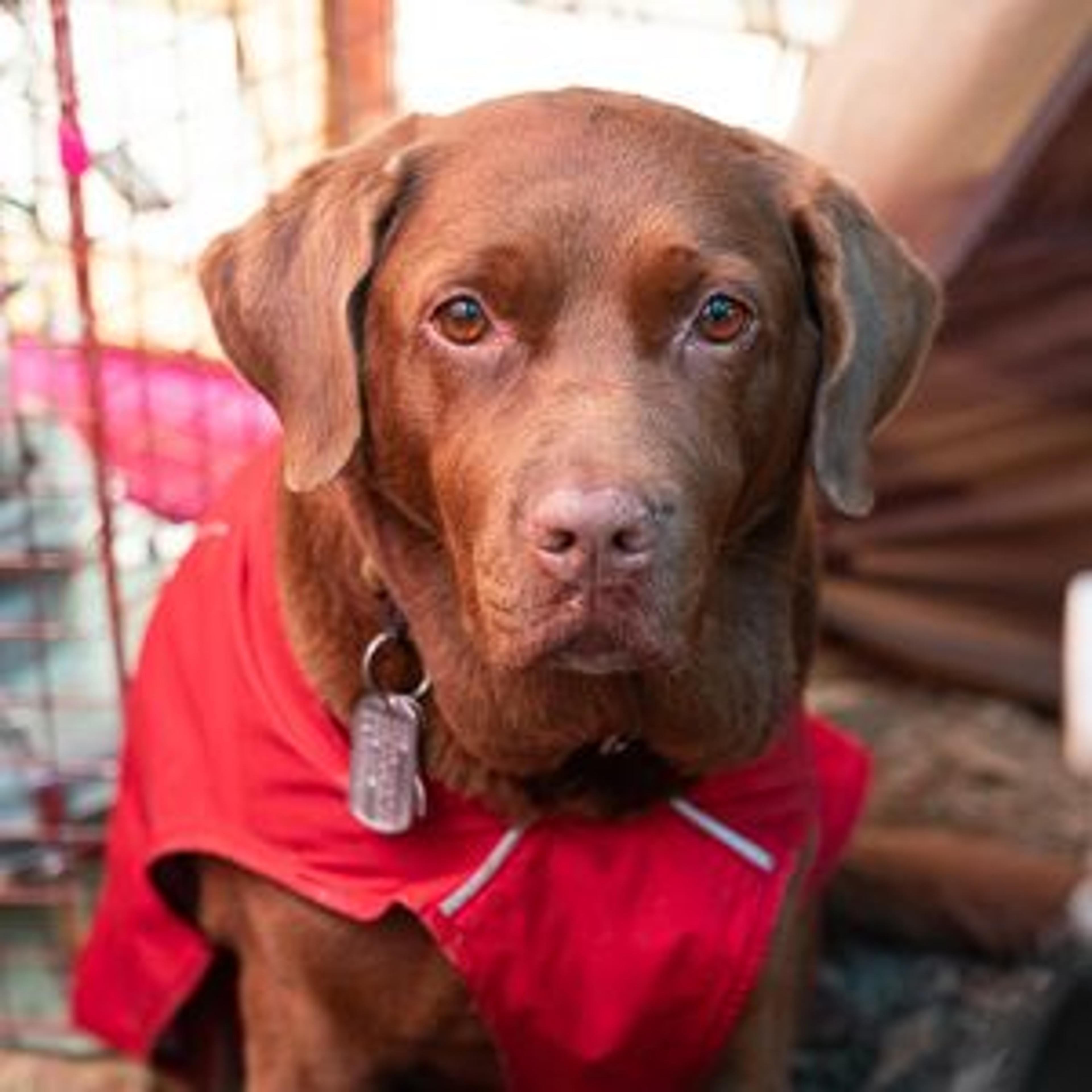 pet-image-2
