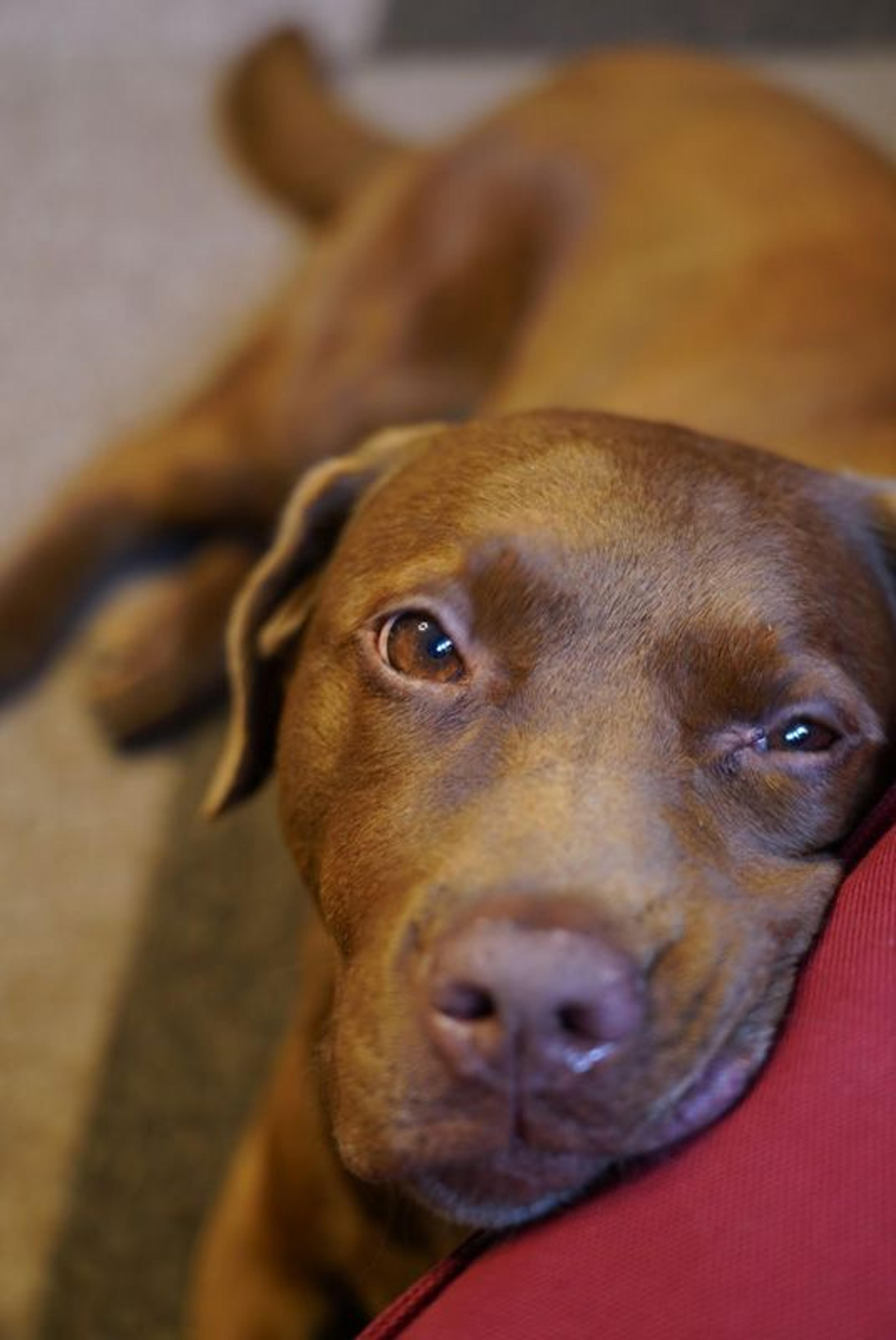 pet-image-3