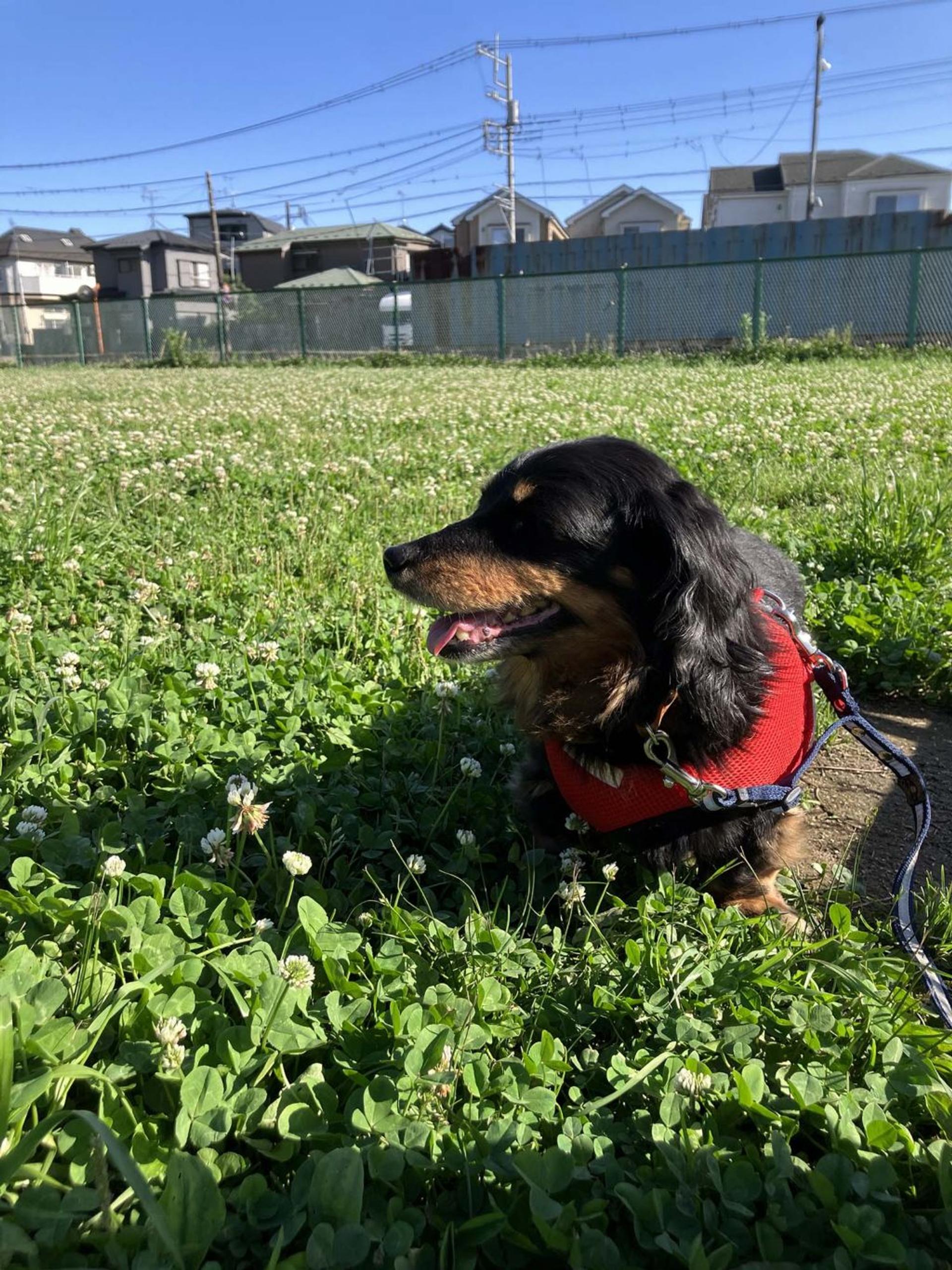 pet-image-4