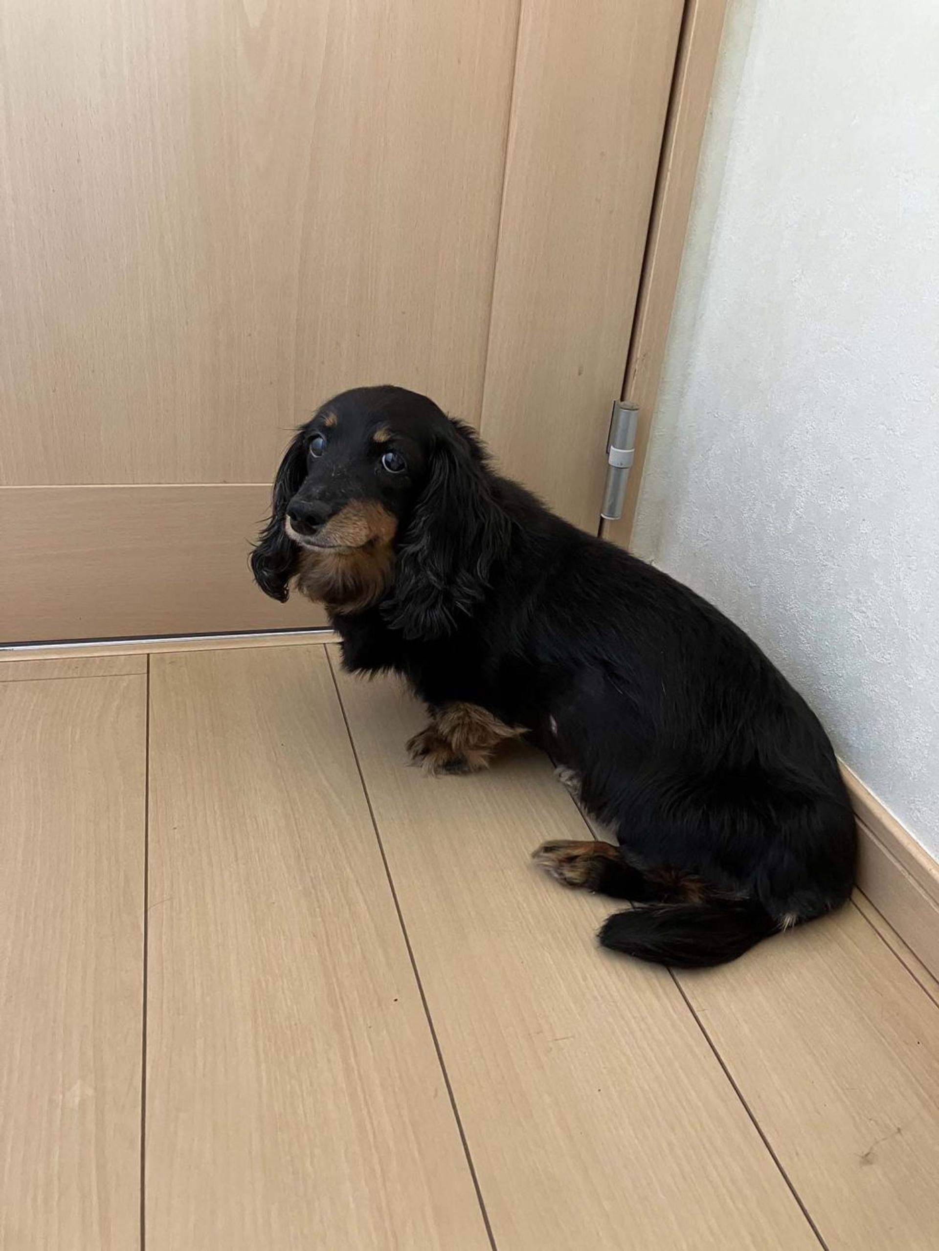 pet-image-7
