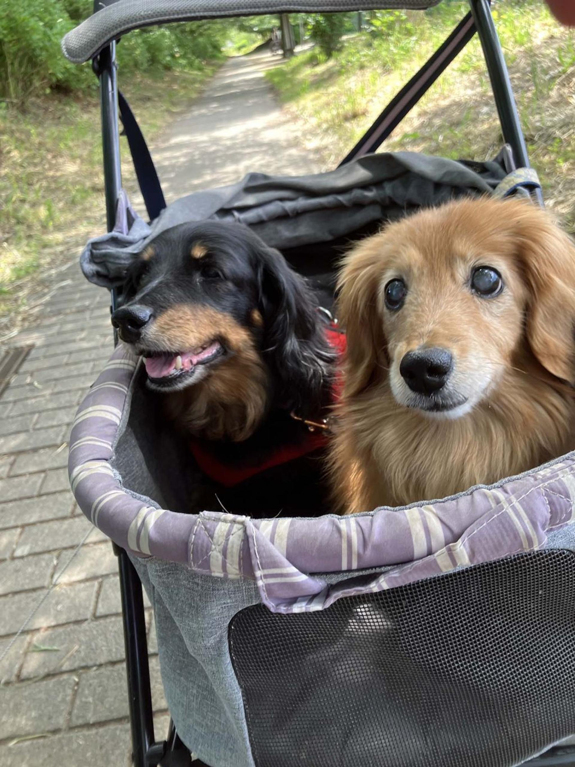 pet-image-9