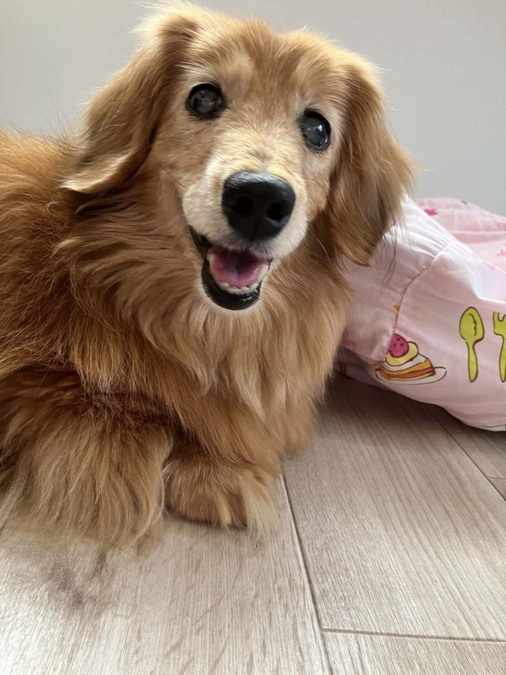 pet-image-2