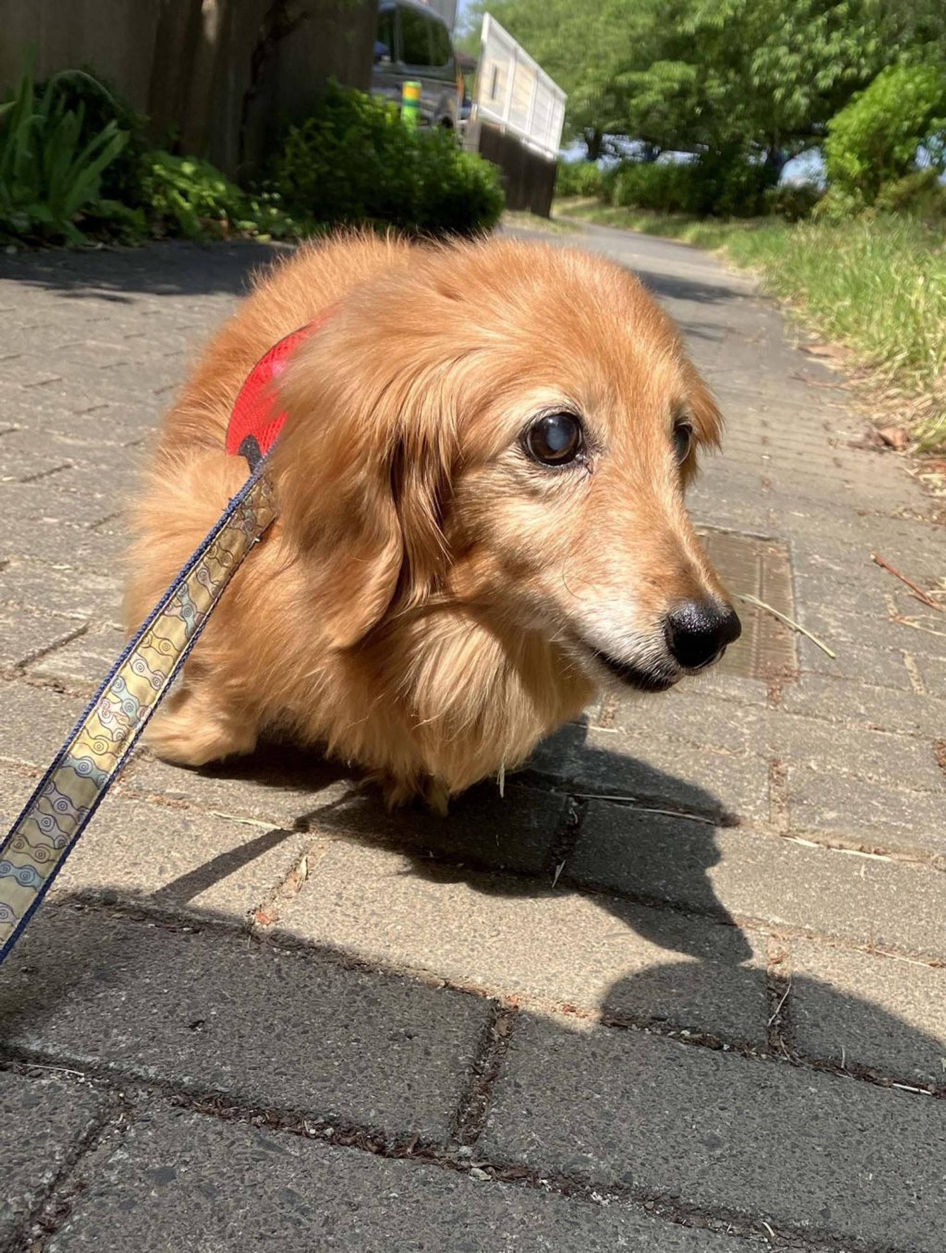 pet-image-6