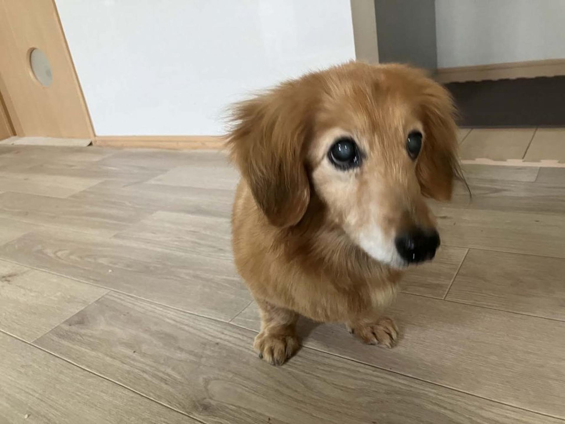 pet-image-7