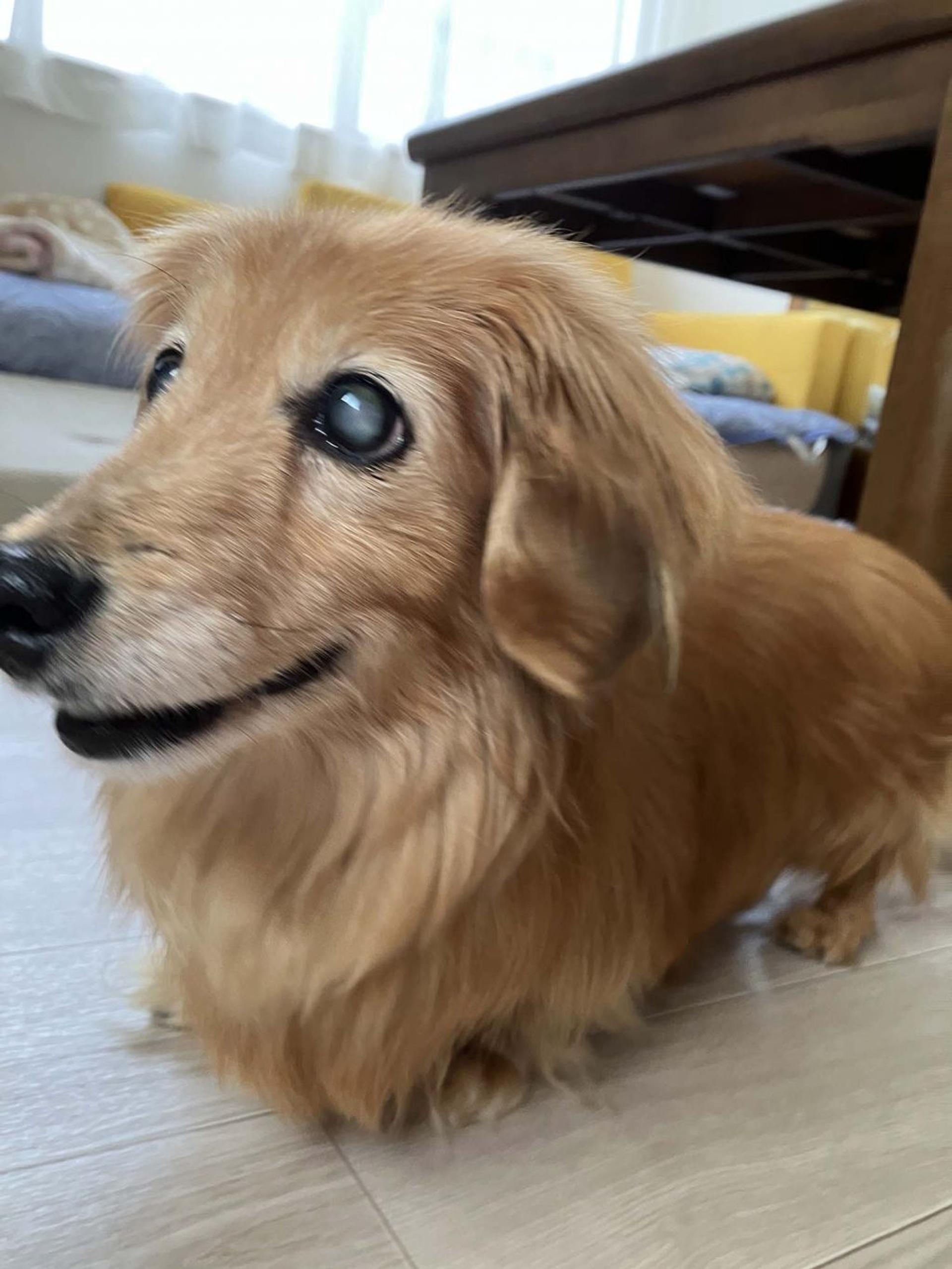 pet-image-8