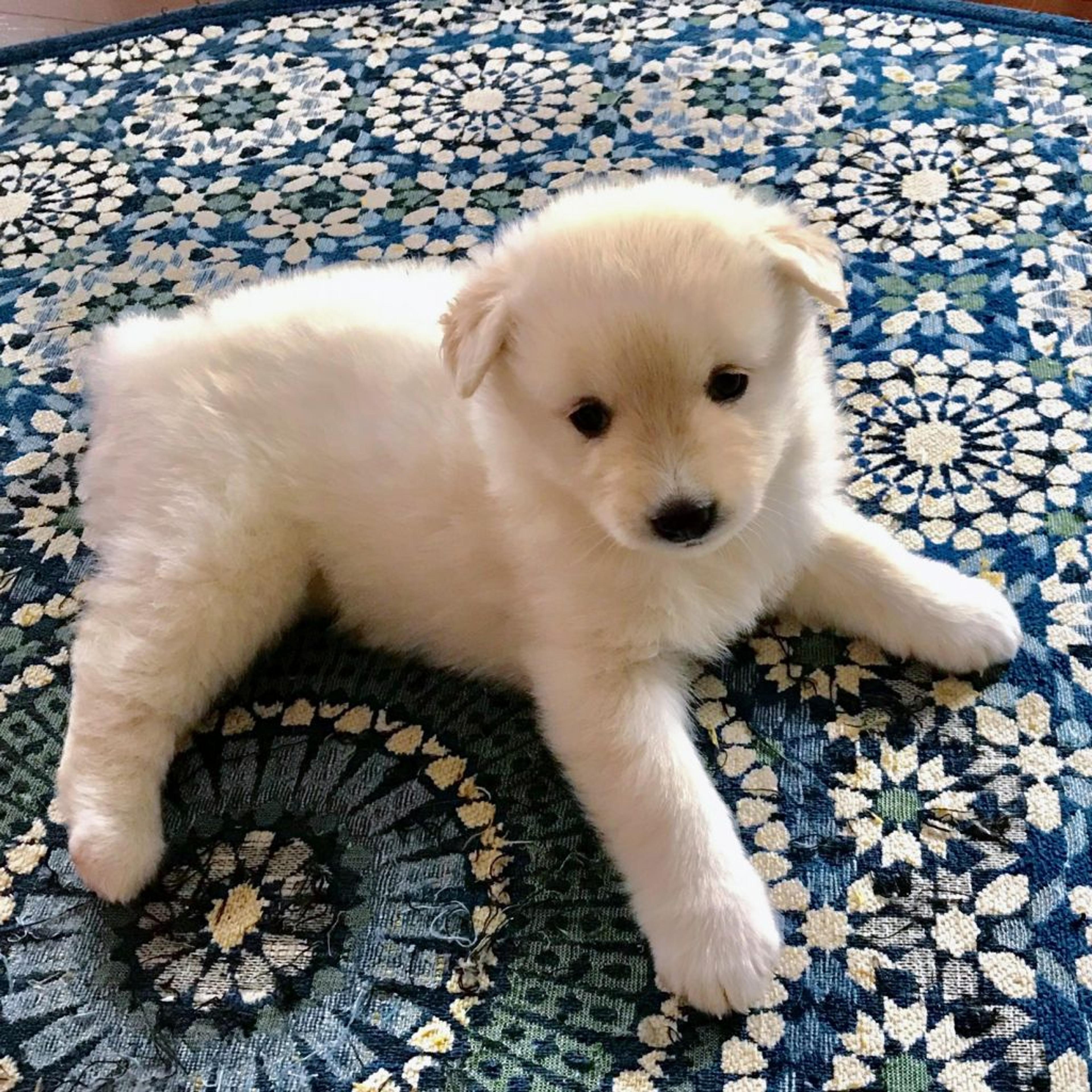 pet-image-3