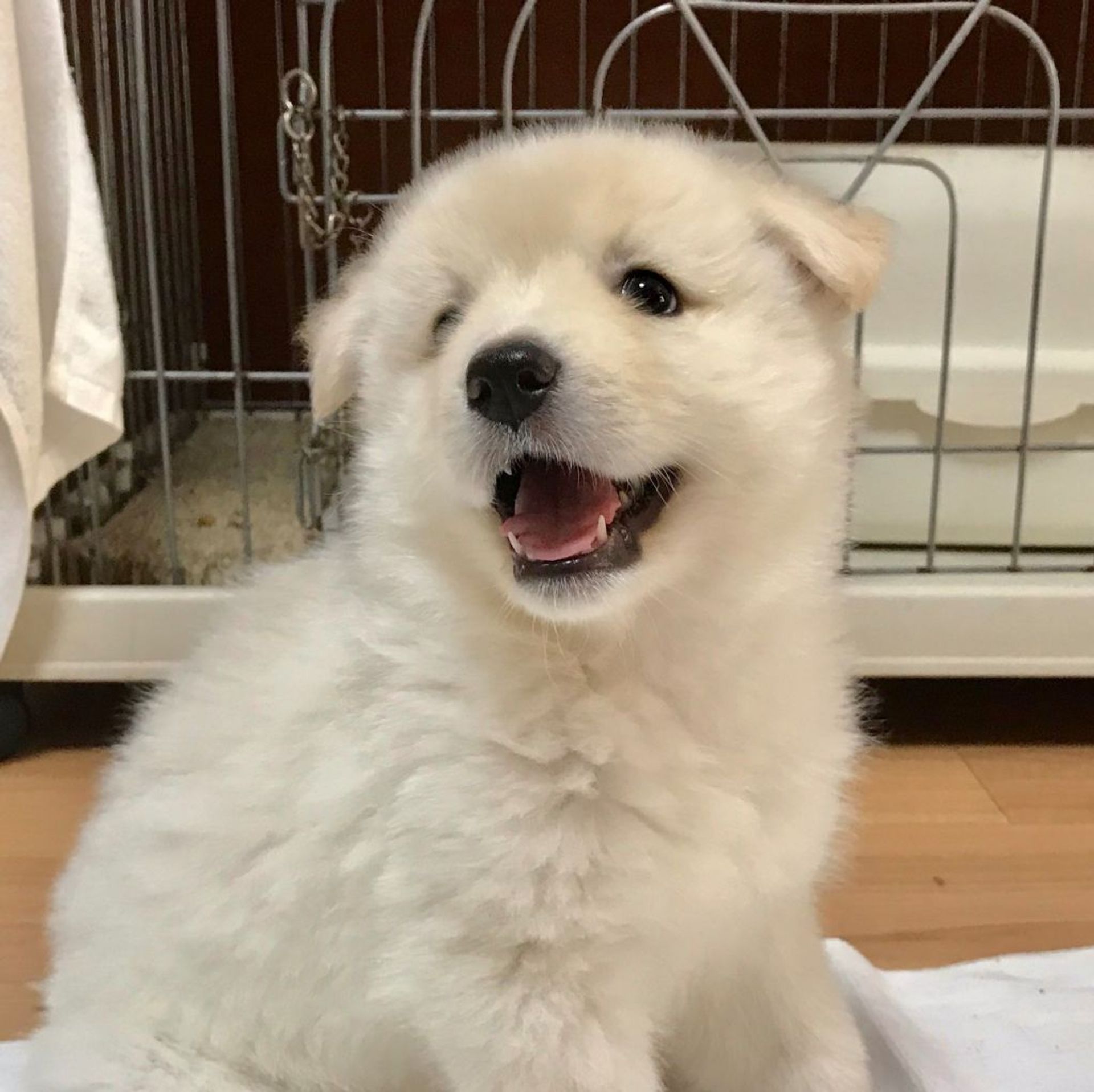 雑種（ミックス犬）・メスの里親募集の写真