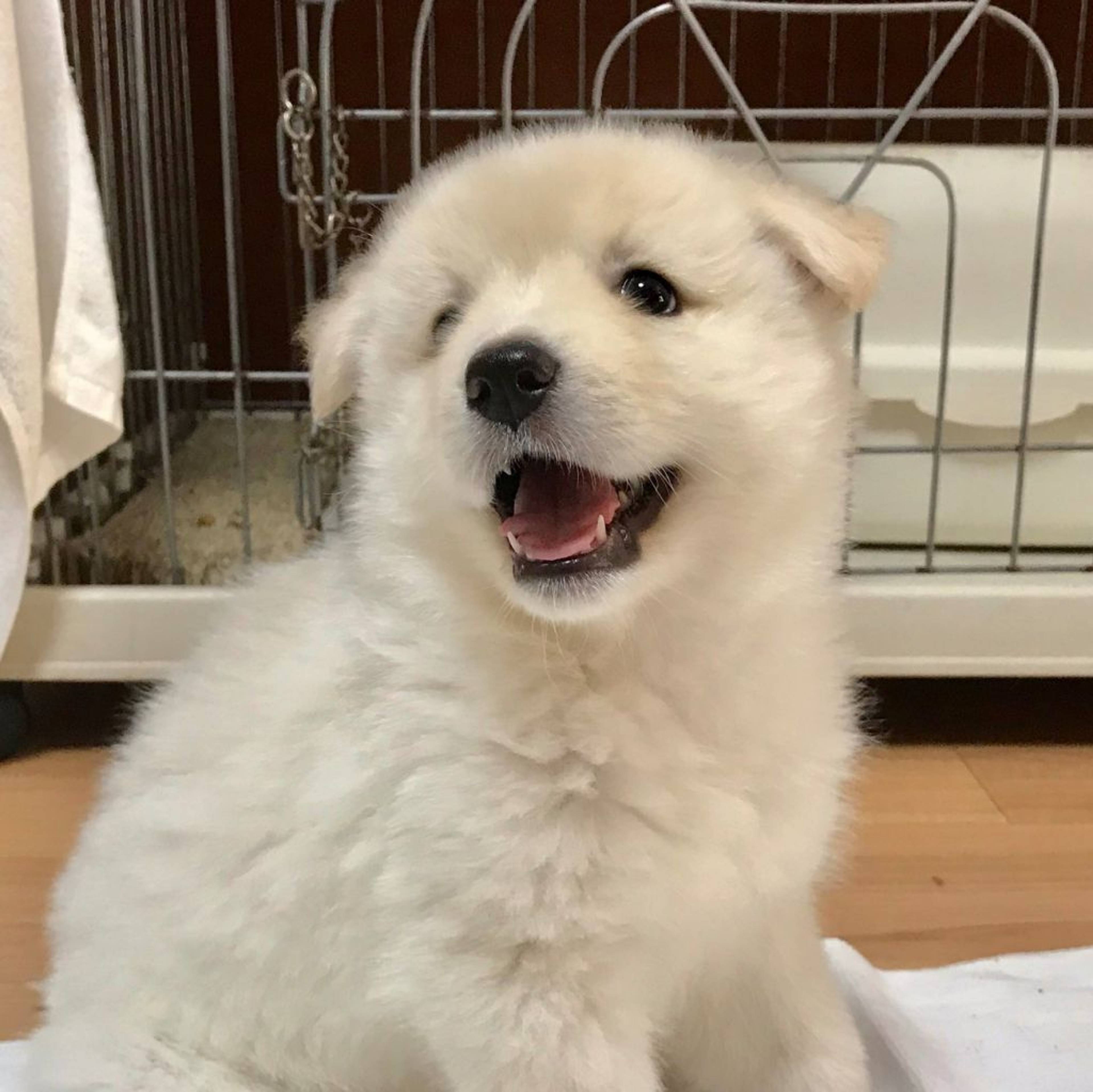 雑種（ミックス犬）・メスの里親募集の写真