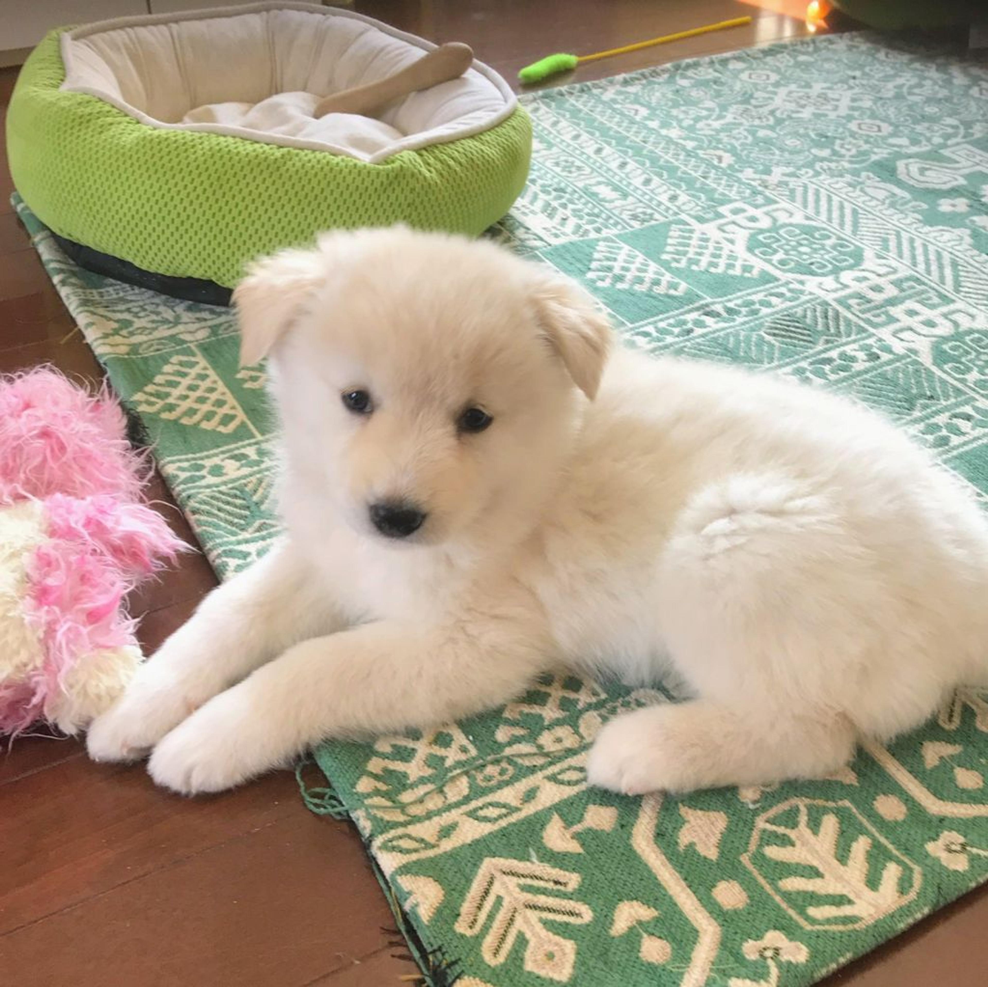 pet-image-2