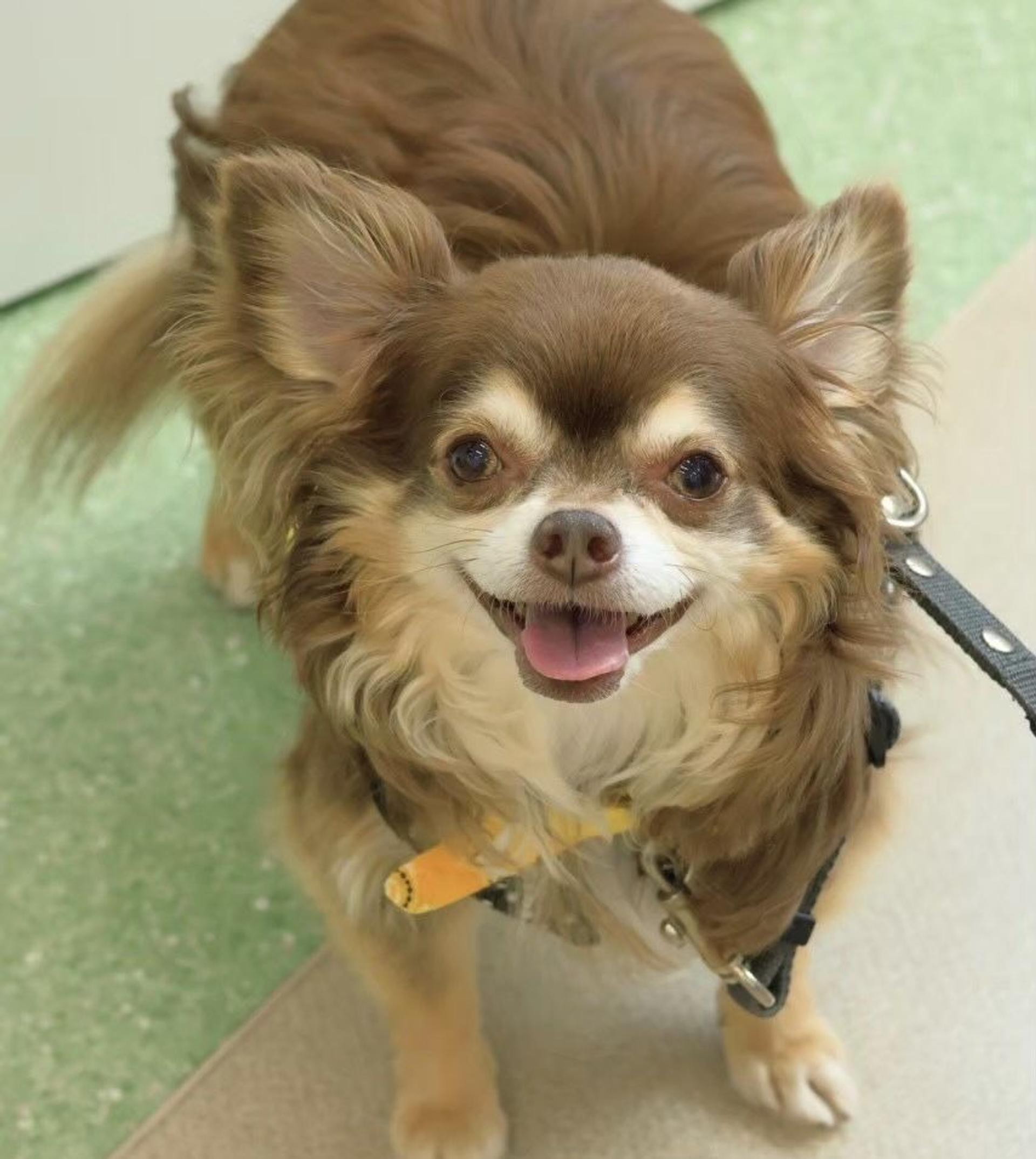 pet-image-7