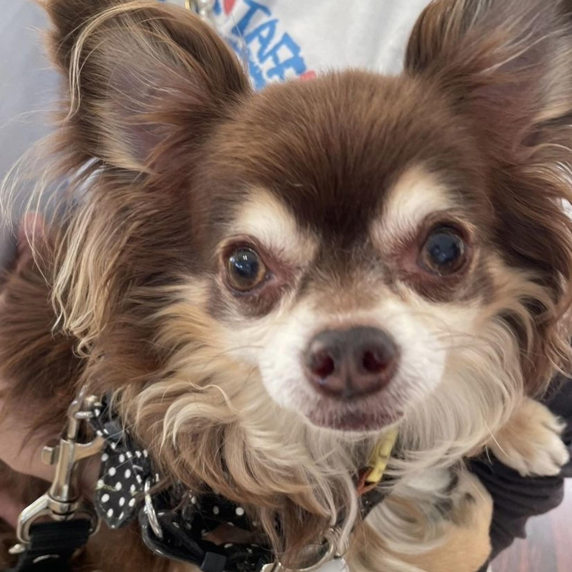 pet-image-8