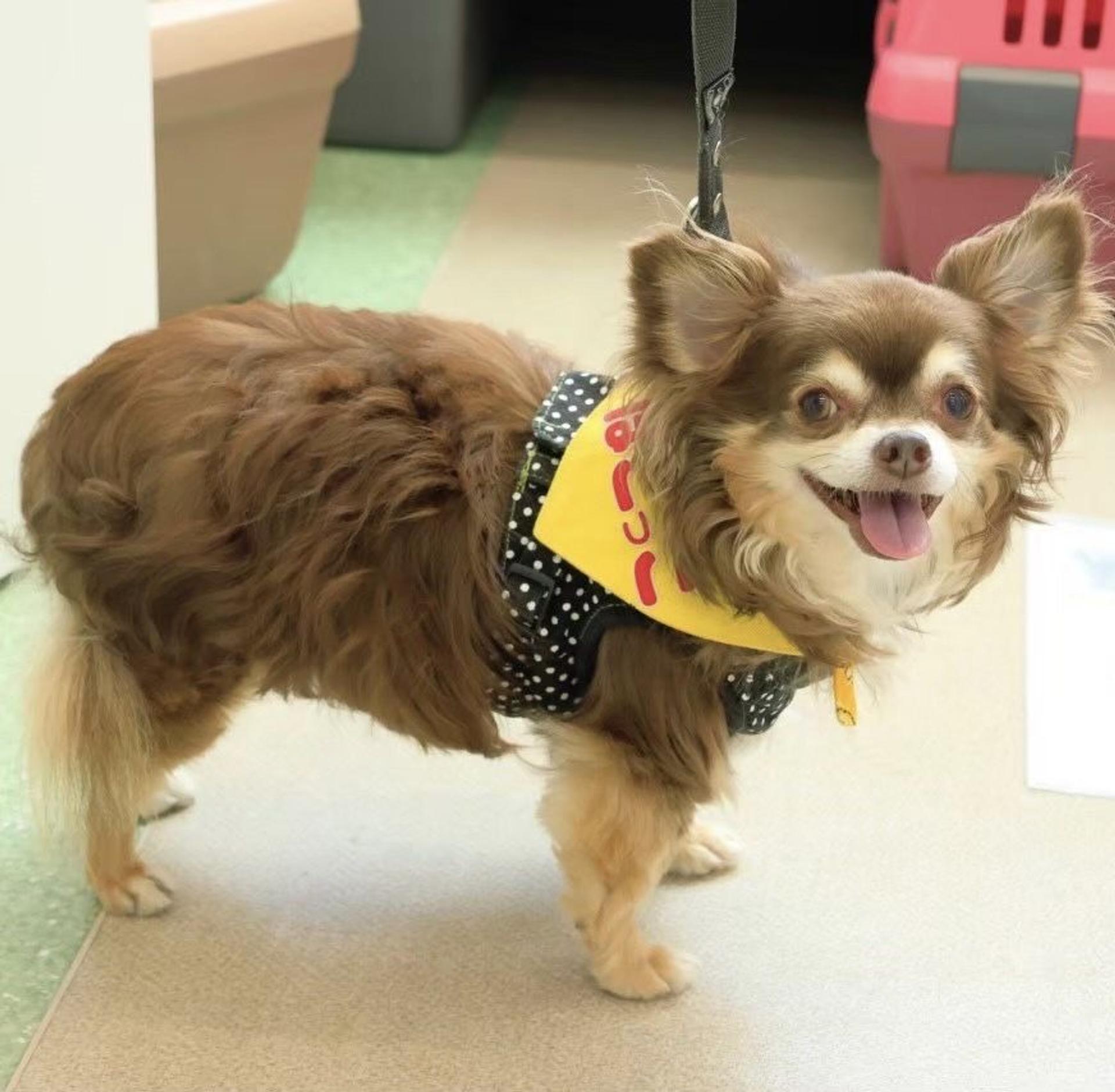 pet-image-10