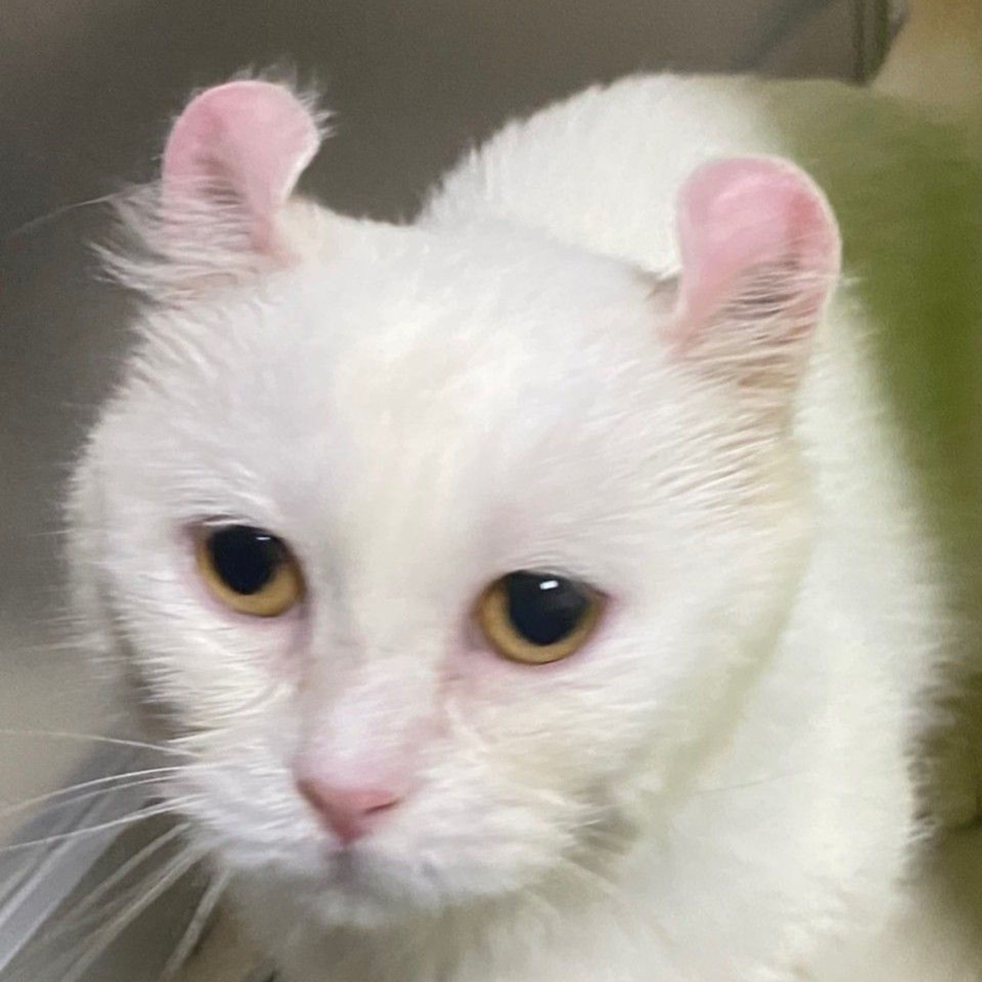 雑種（ミックス猫）・メスの里親募集の写真