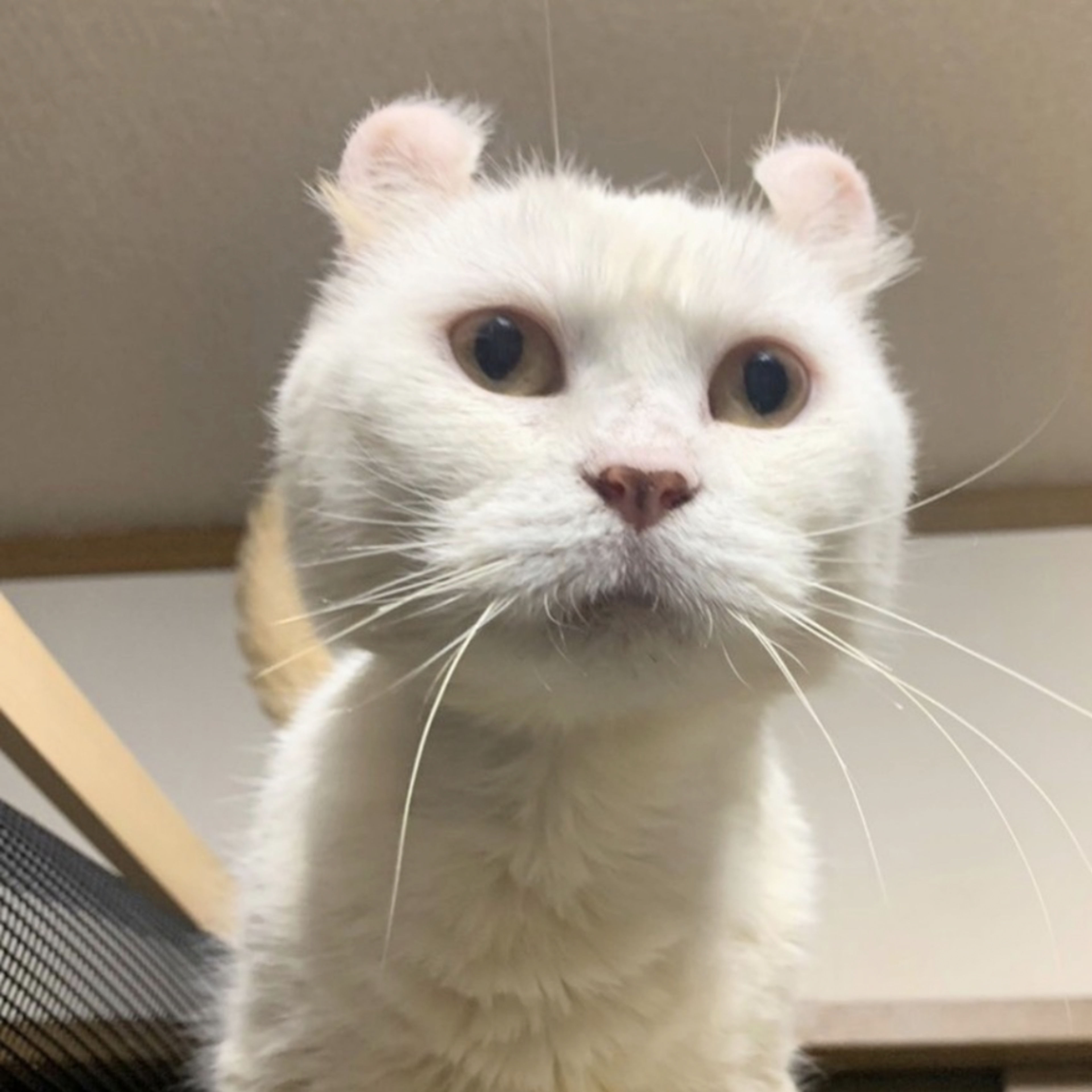 pet-image-4