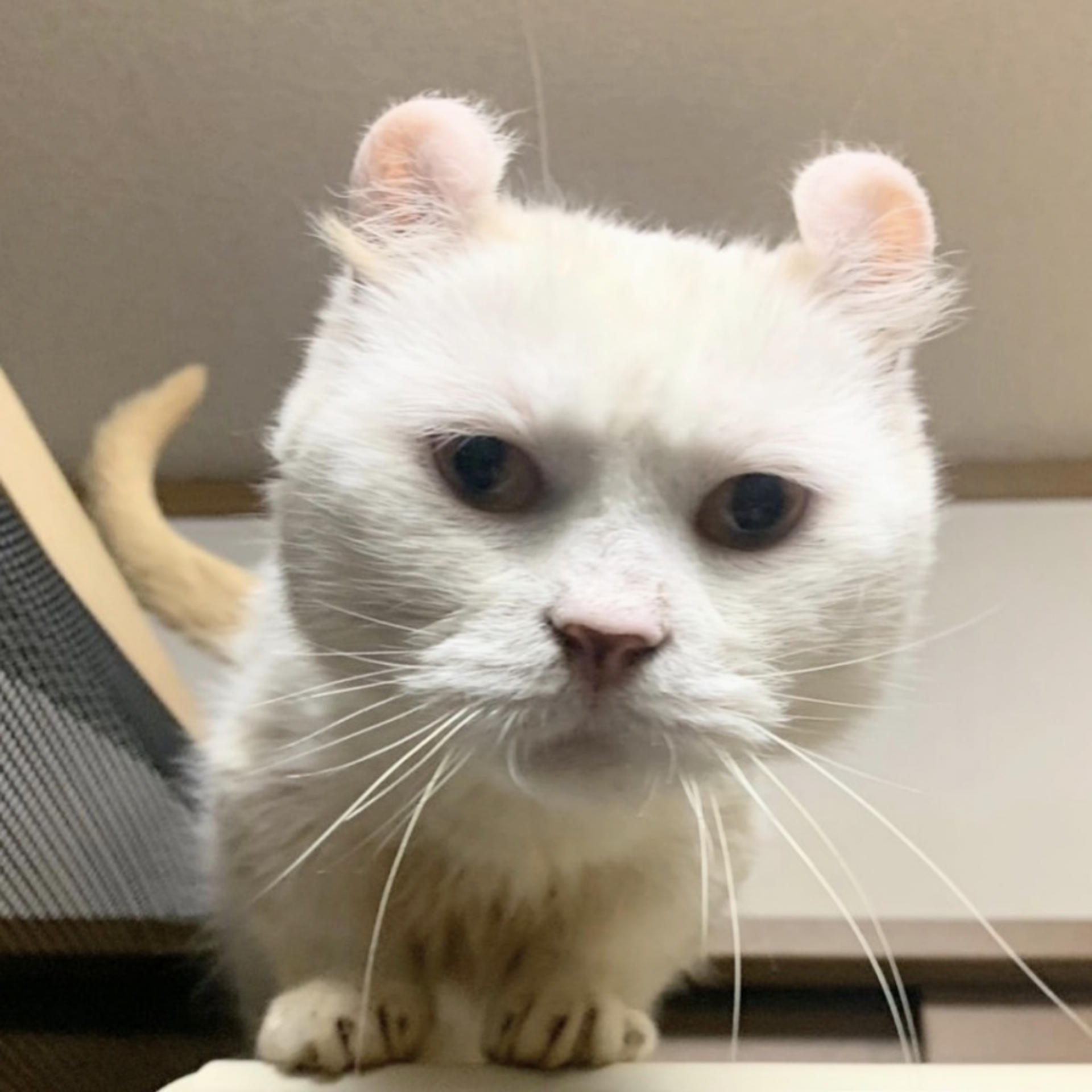 pet-image-5