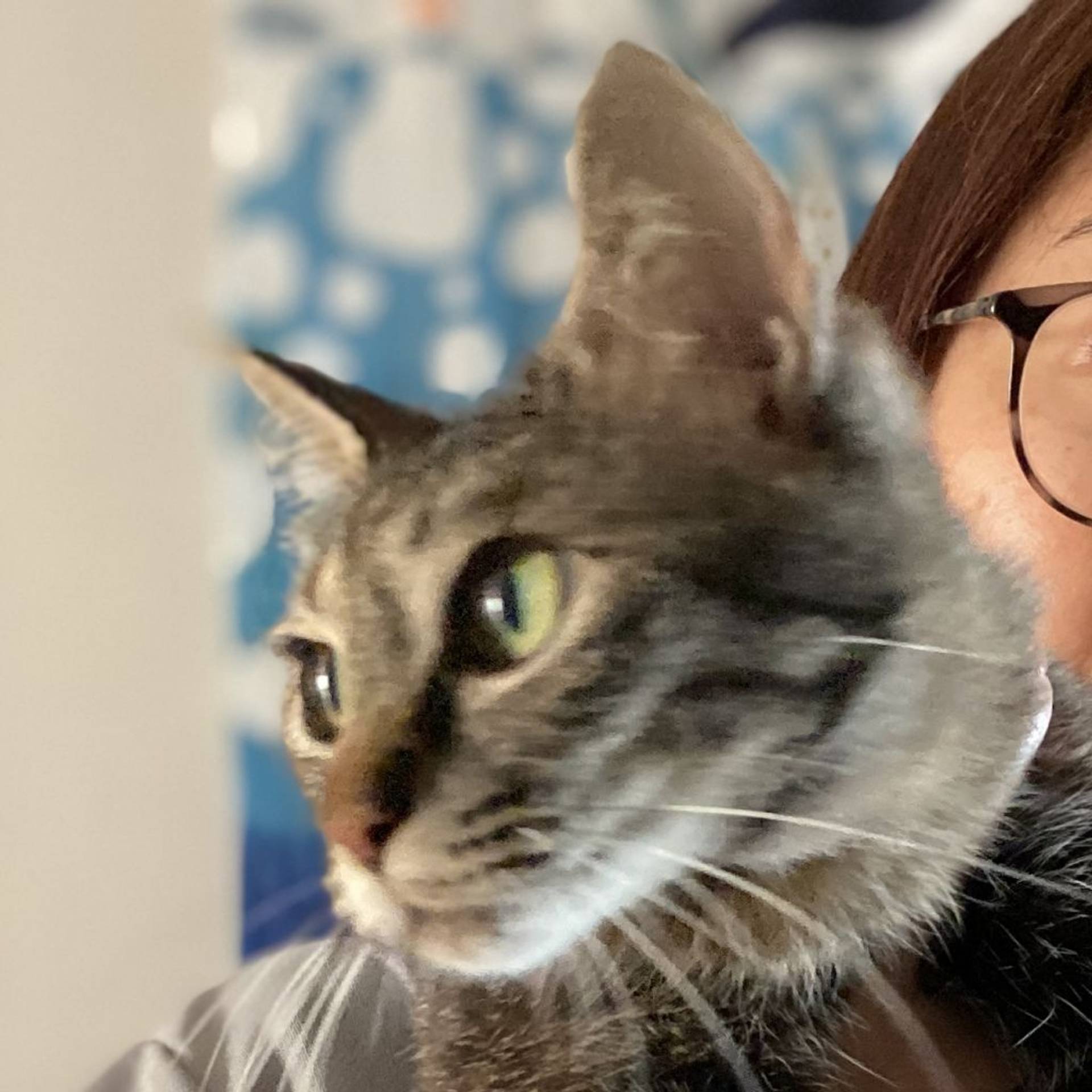 雑種（ミックス猫）・メスの里親募集の写真
