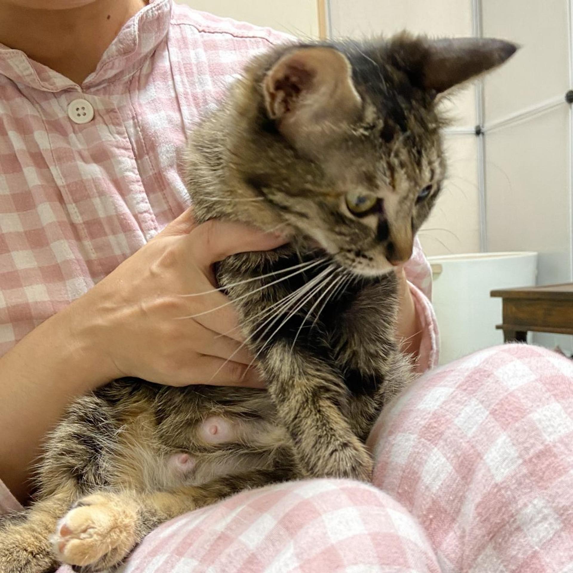 pet-image-2