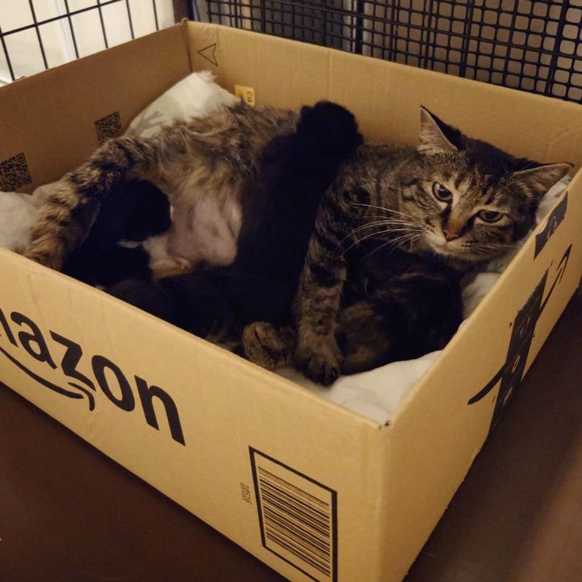 pet-image-5