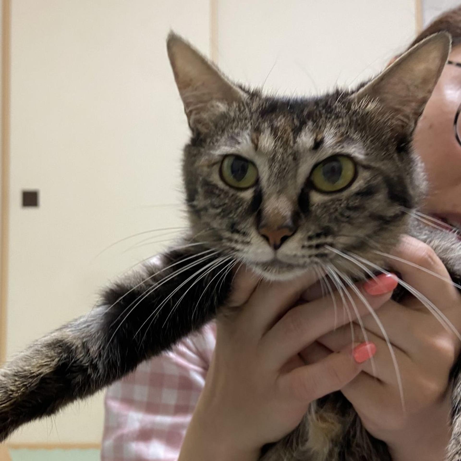 pet-image-3