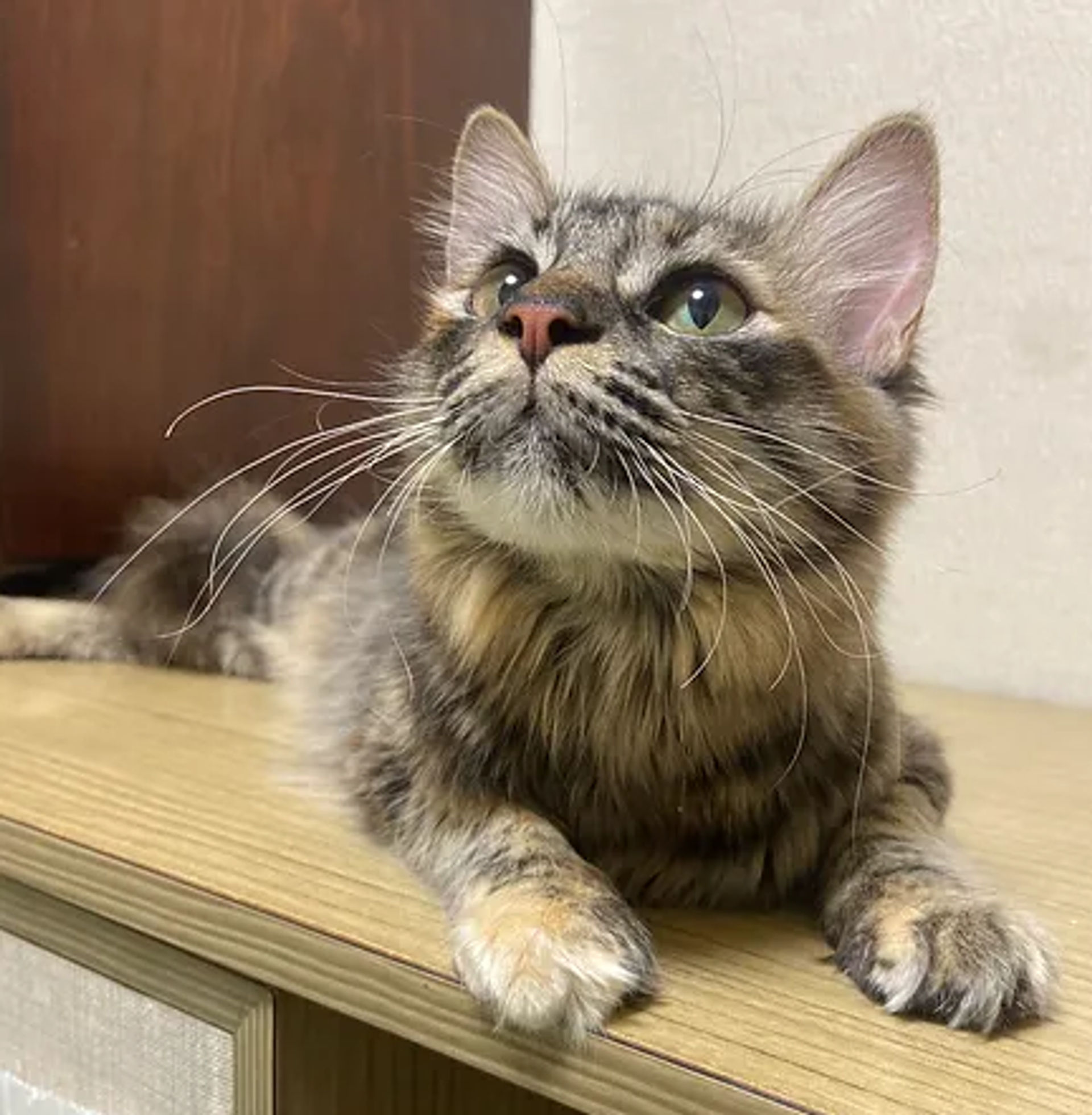 雑種（ミックス猫）・メスの里親募集の写真